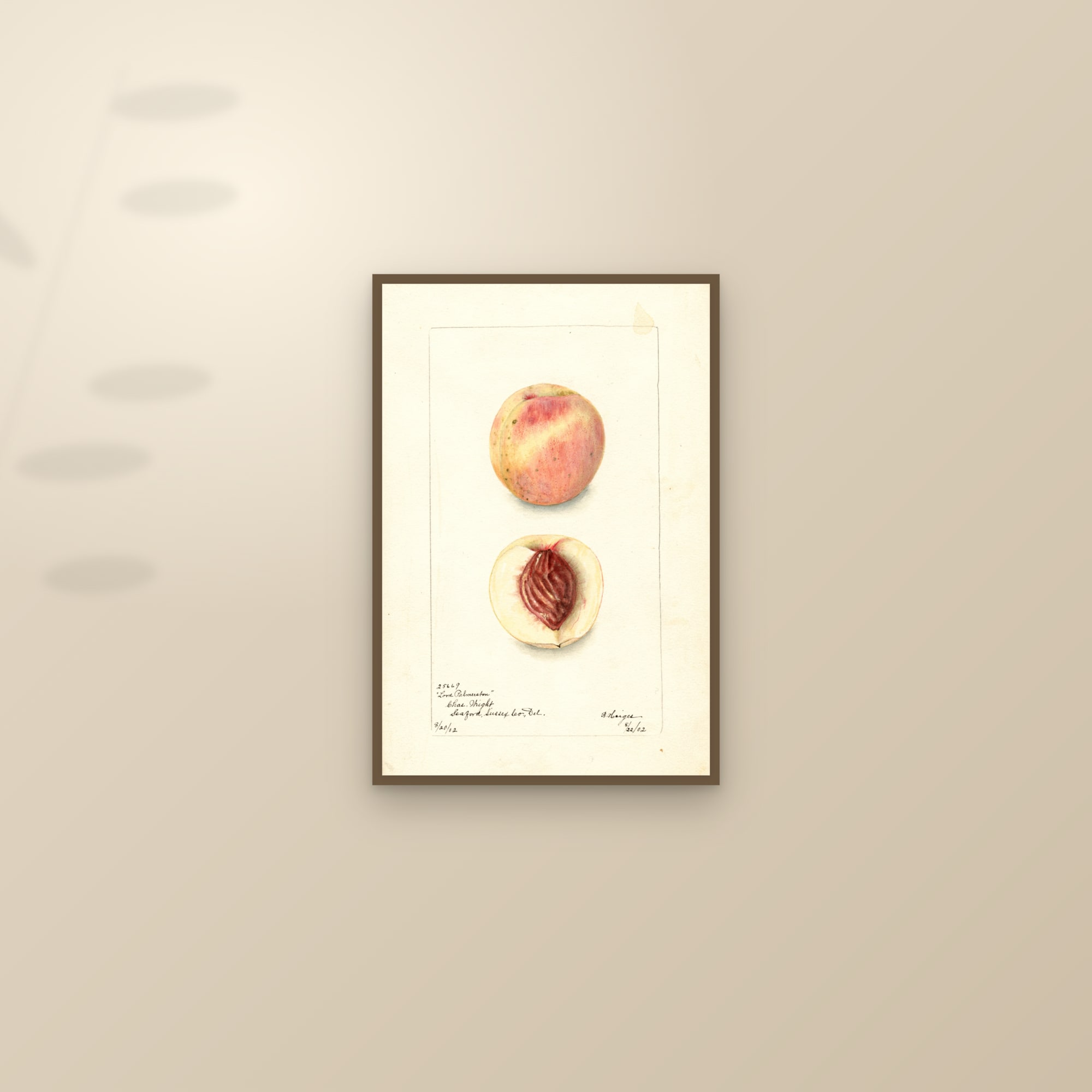 Lord Palmerston Peach — framed and styled on a sunlit wall