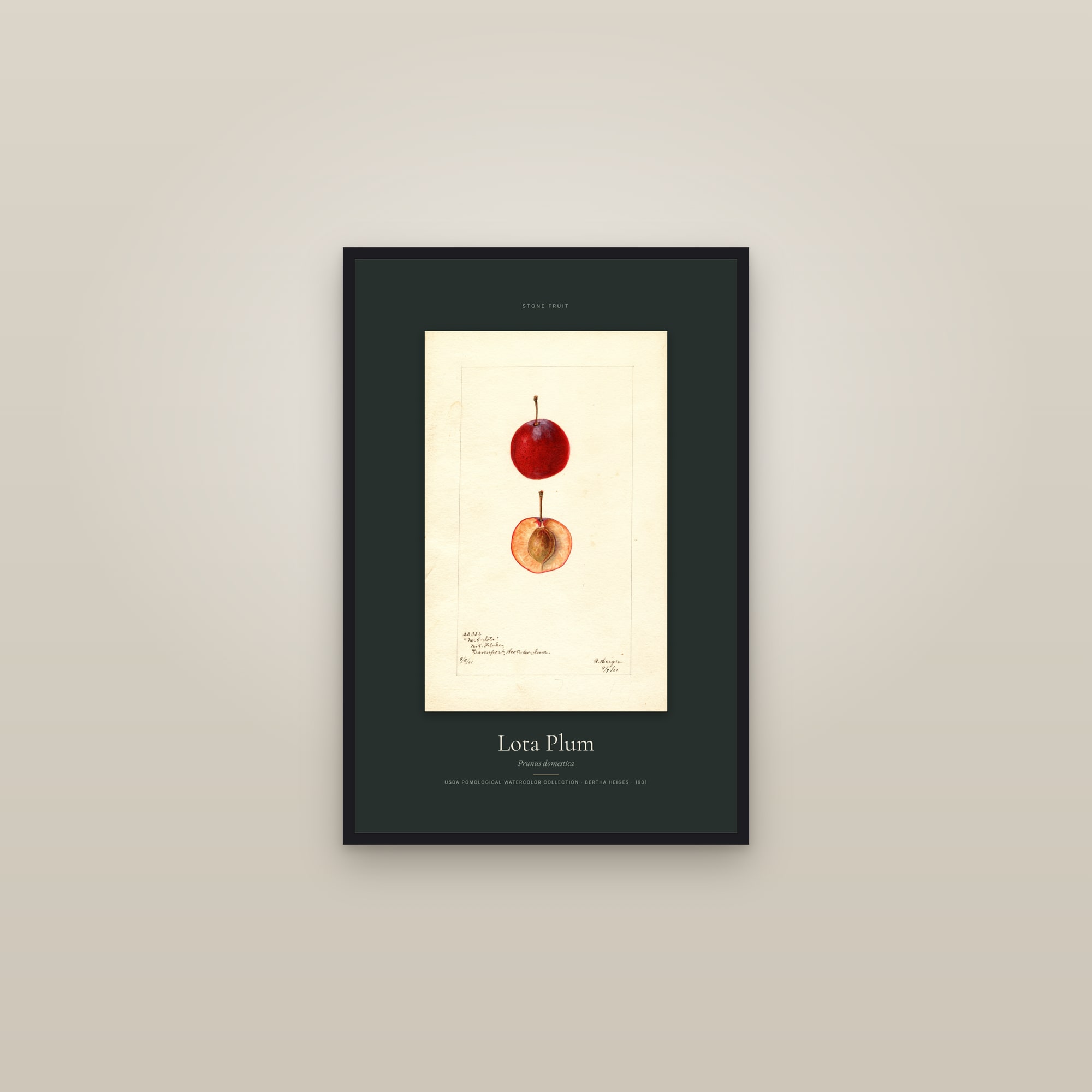 Lota Plum — Specimen — framed in a gallery setting