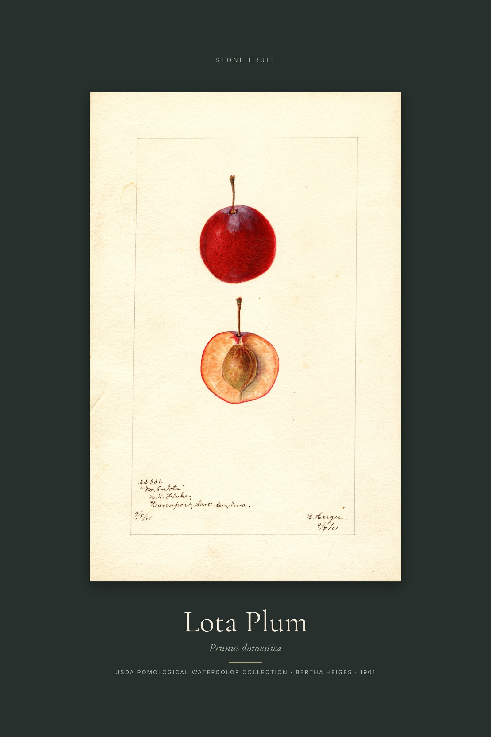 Lota Plum — Specimen
