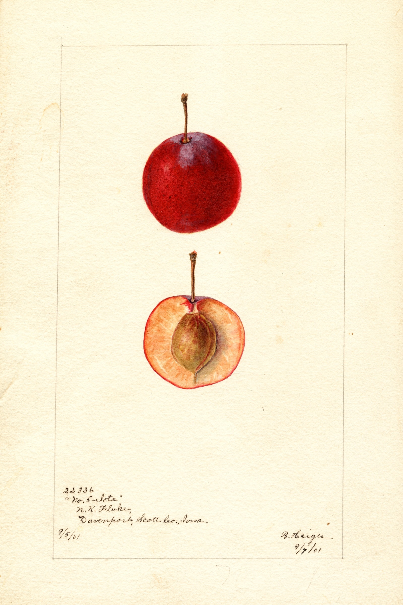 Lota Plum