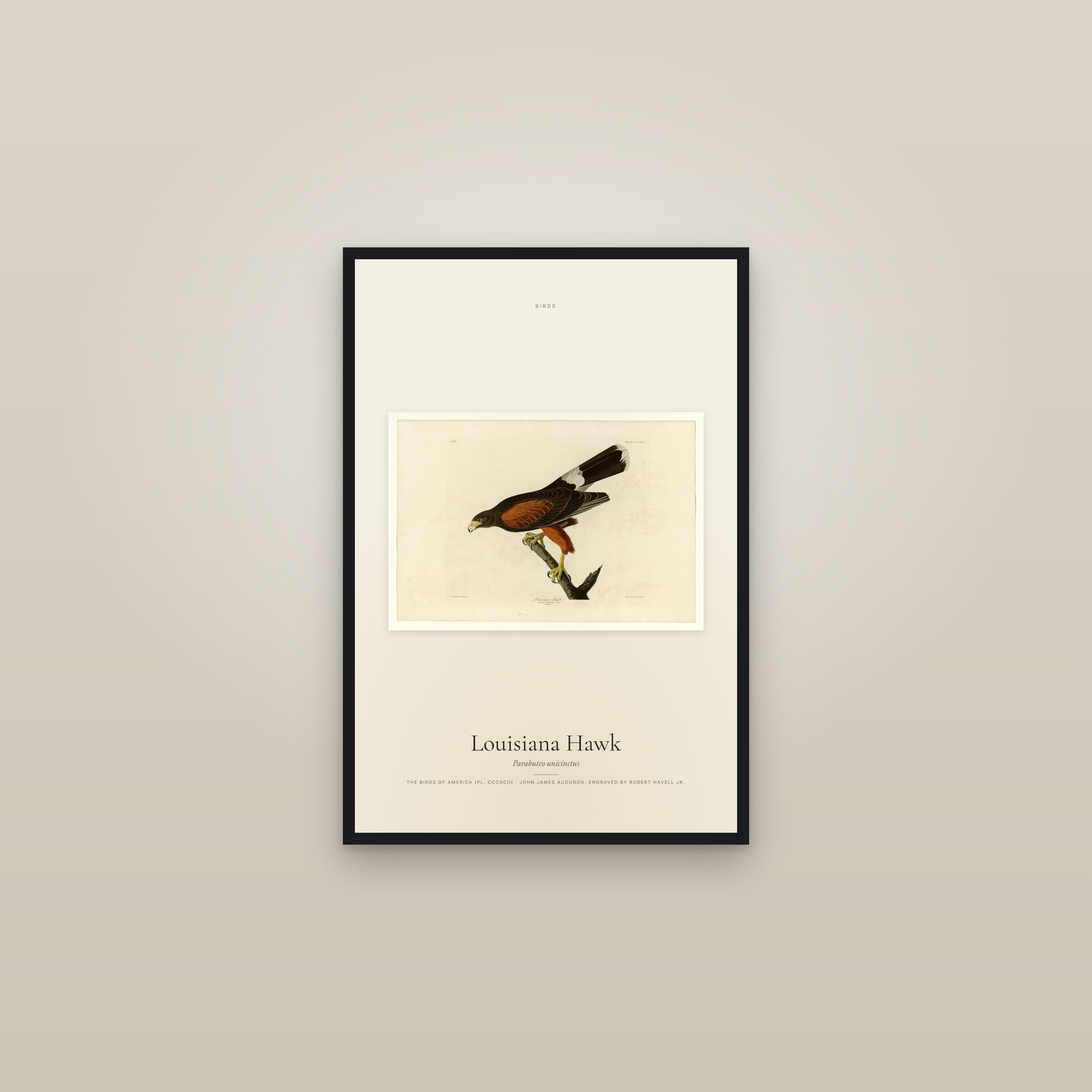 Louisiana Hawk — framed in a gallery setting