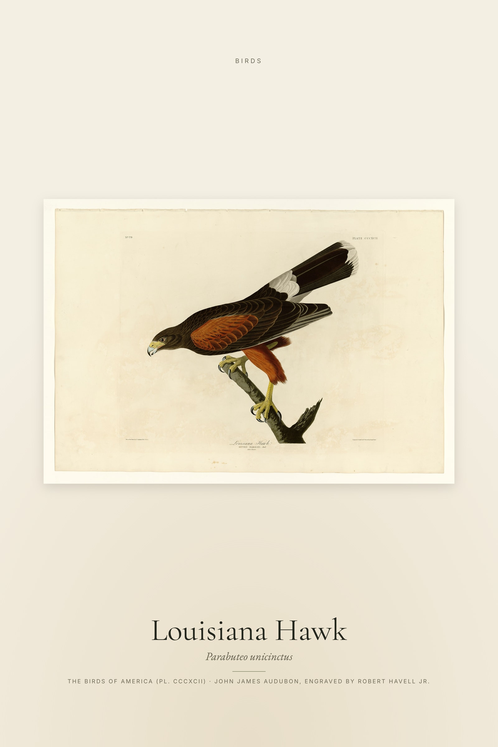 Louisiana Hawk