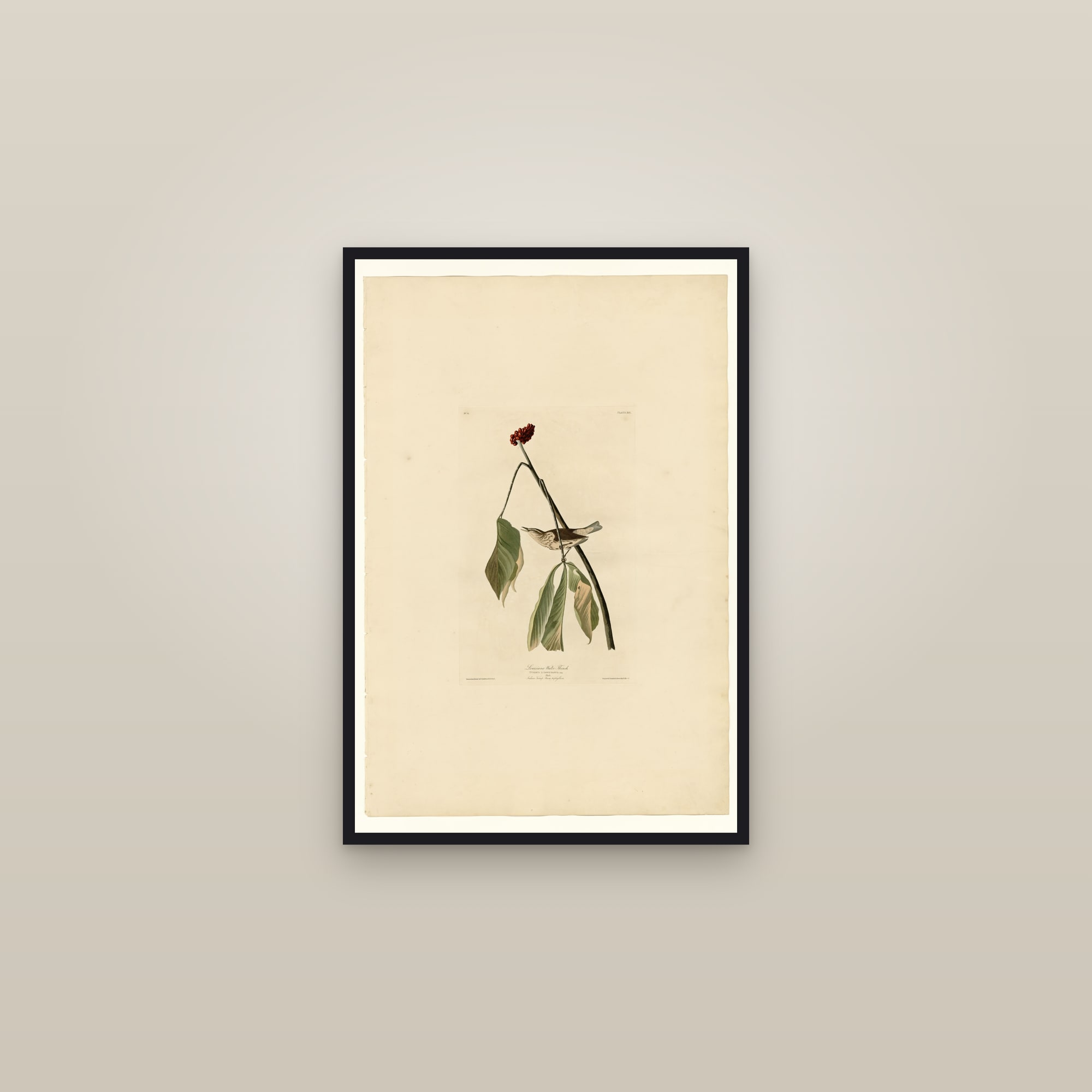 Louisiana Water Thrush — framed in a gallery setting