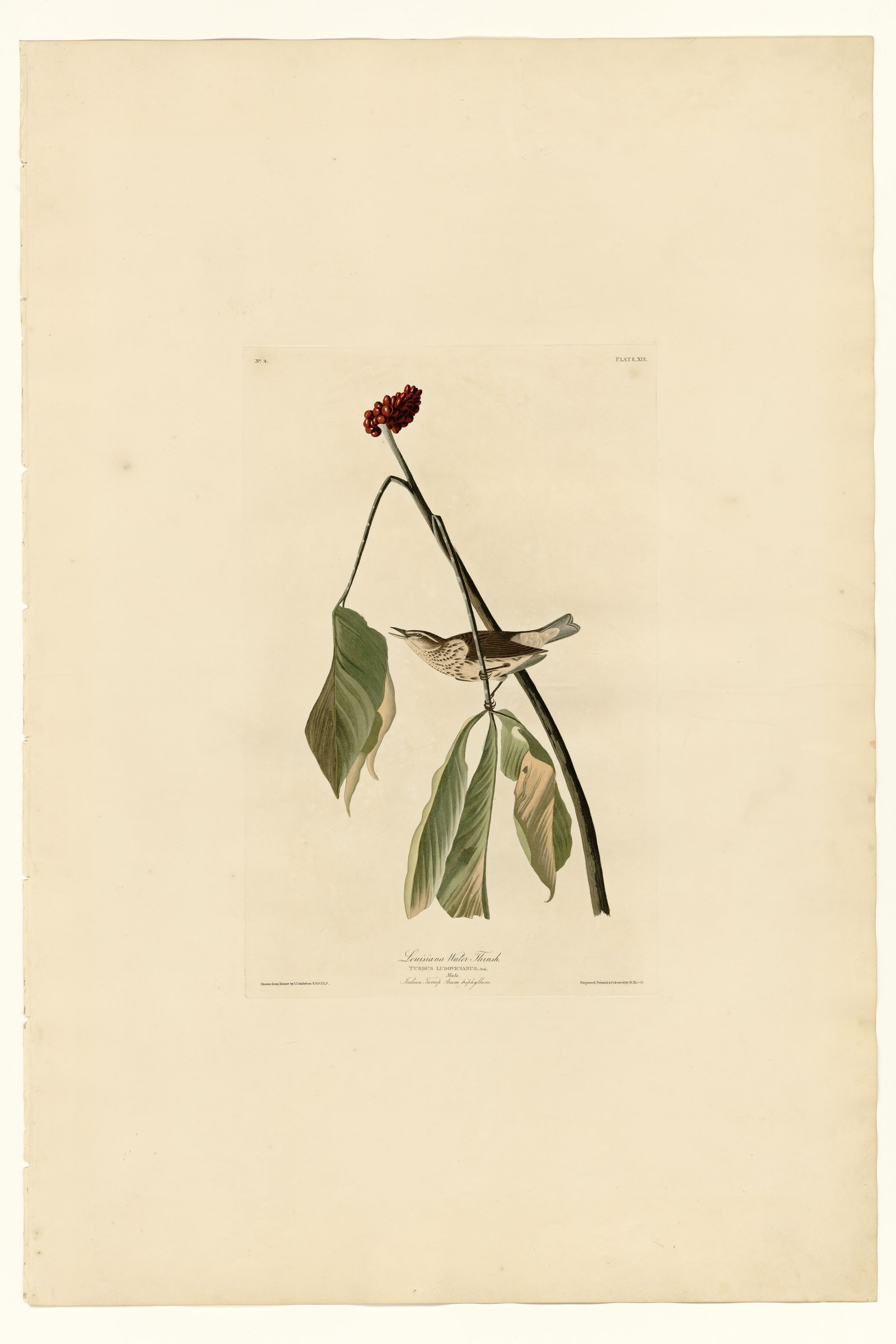 Louisiana Water Thrush