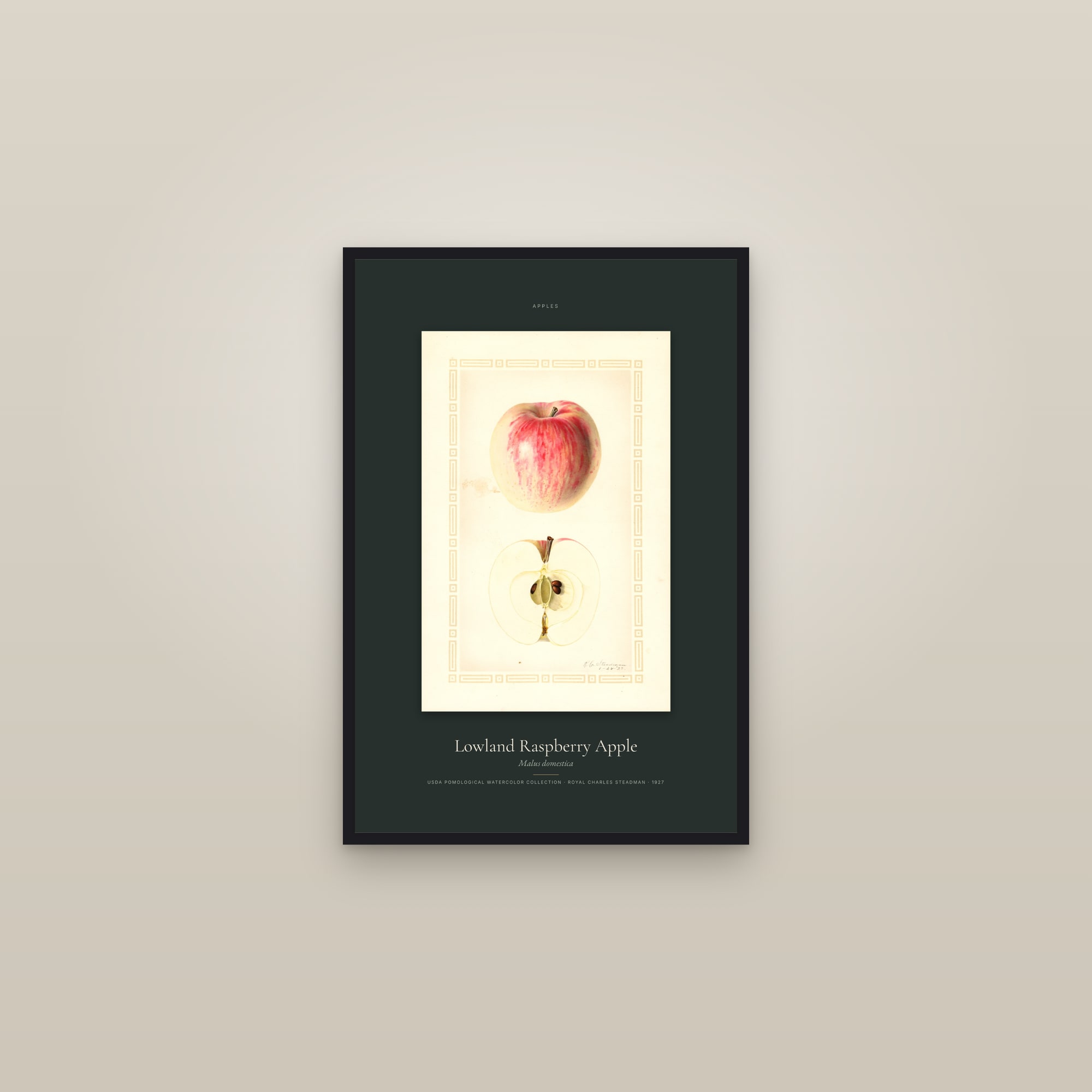 Lowland Raspberry Apple — Specimen — framed in a gallery setting