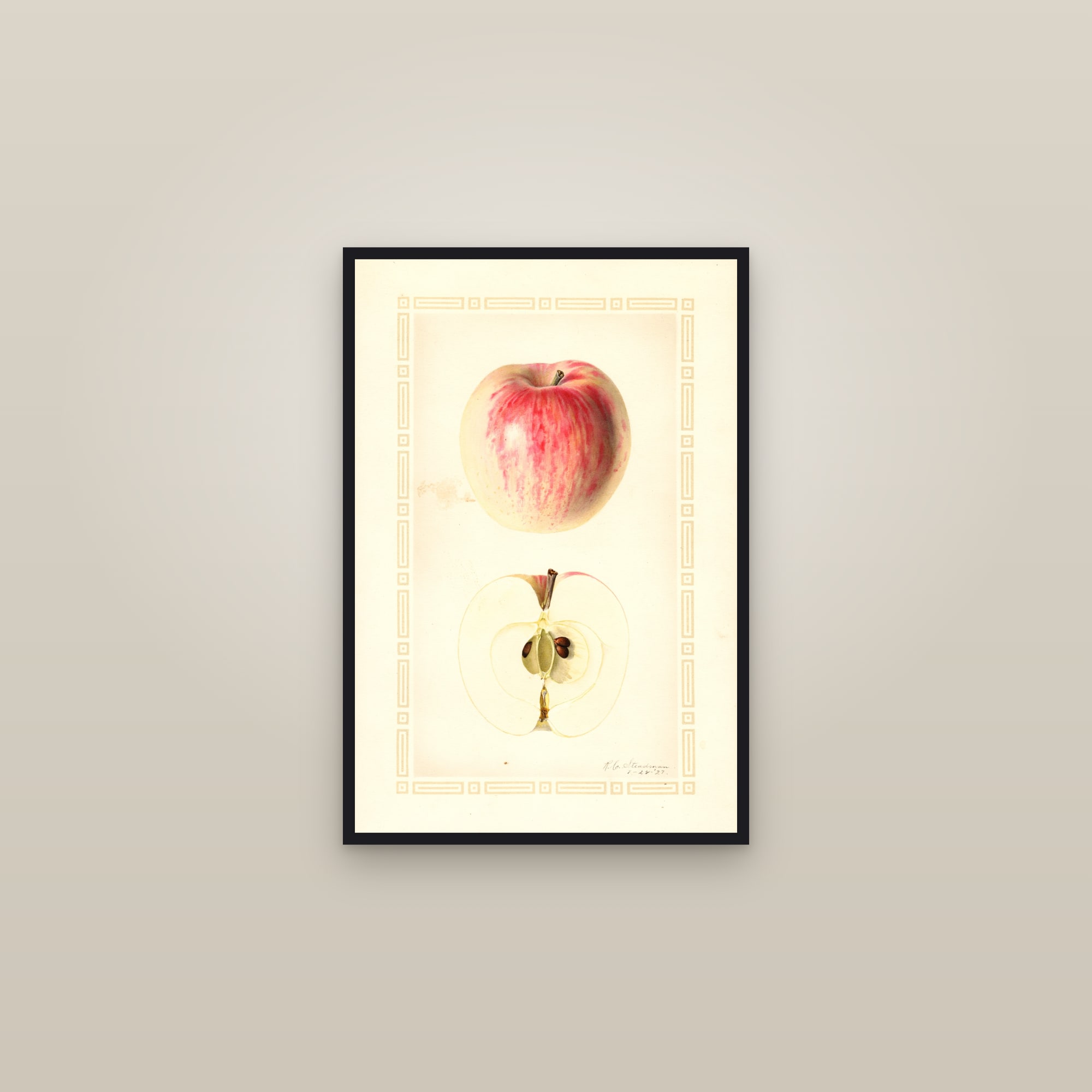 Lowland Raspberry Apple — framed in a gallery setting