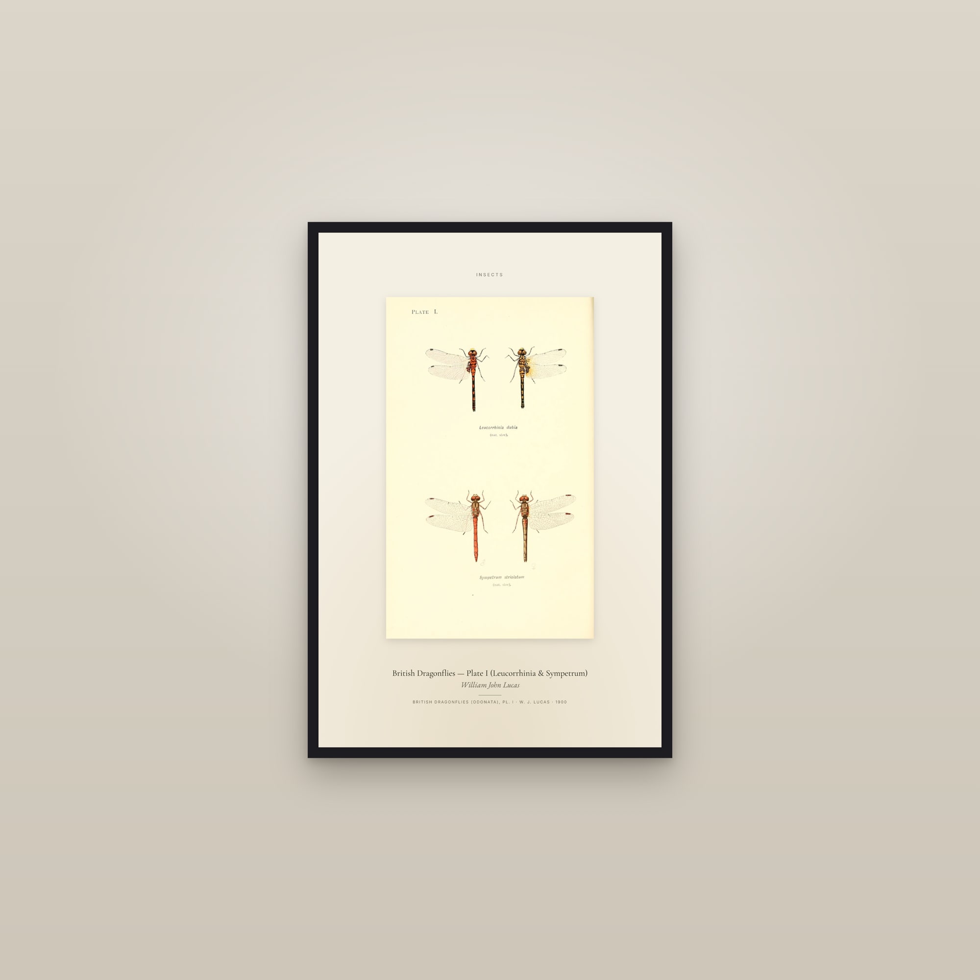 British Dragonflies (Plate 01) — Plate I (Leucorrhinia & Sympetrum) — Specimen — framed in a gallery setting