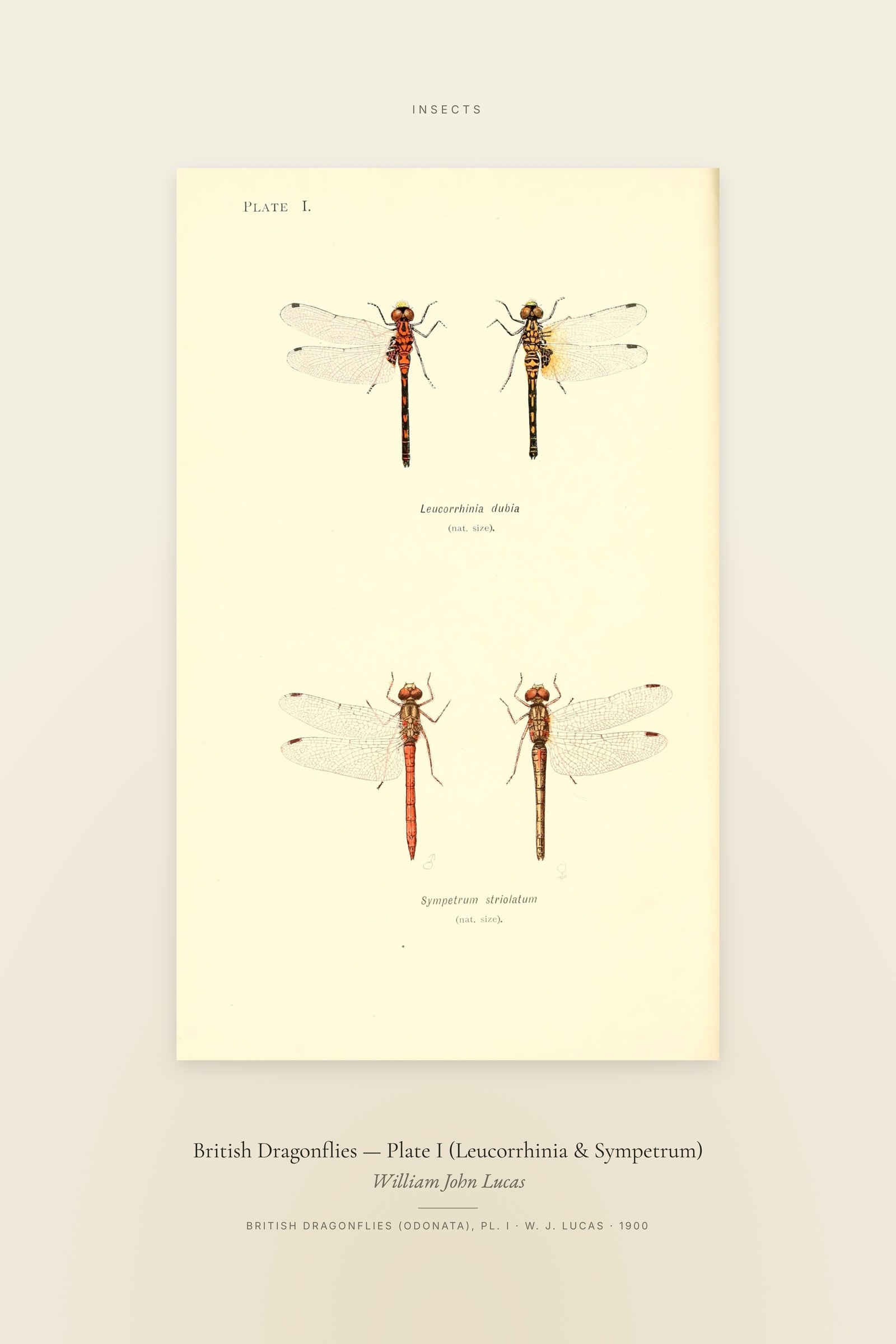 British Dragonflies (Plate 01) — Plate I (Leucorrhinia & Sympetrum) — Specimen