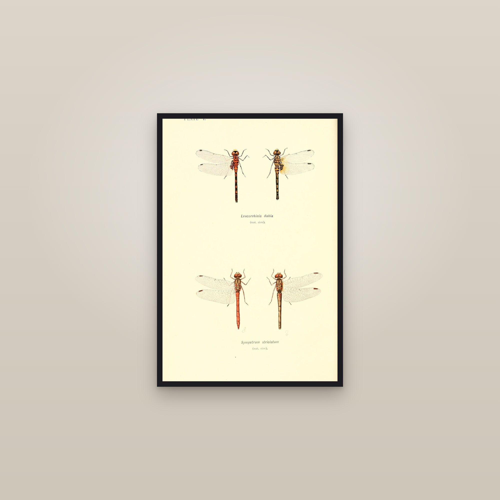 British Dragonflies (Plate 01) — Plate I (Leucorrhinia & Sympetrum) — framed in a gallery setting