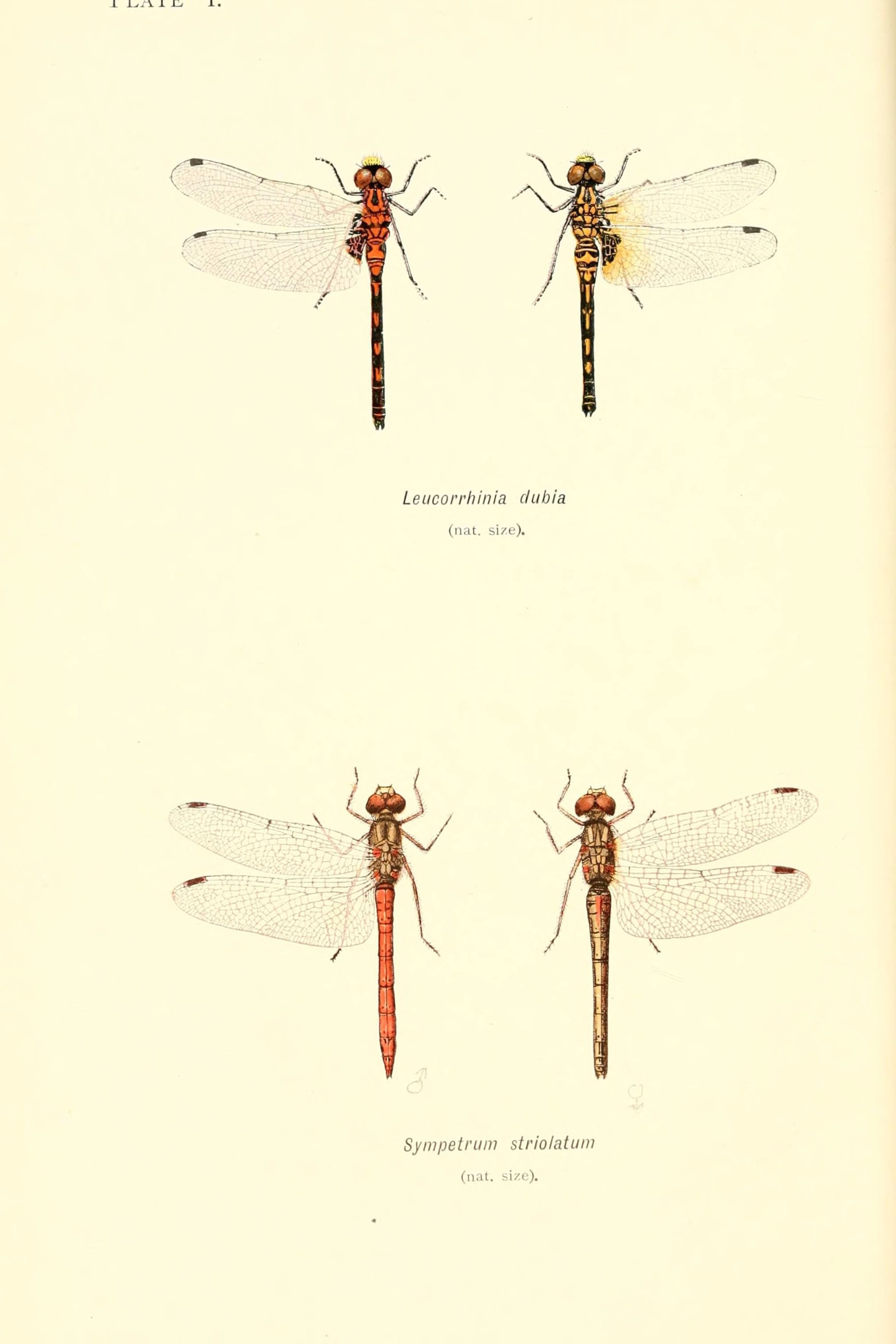 British Dragonflies (Plate 01) — Plate I (Leucorrhinia & Sympetrum)