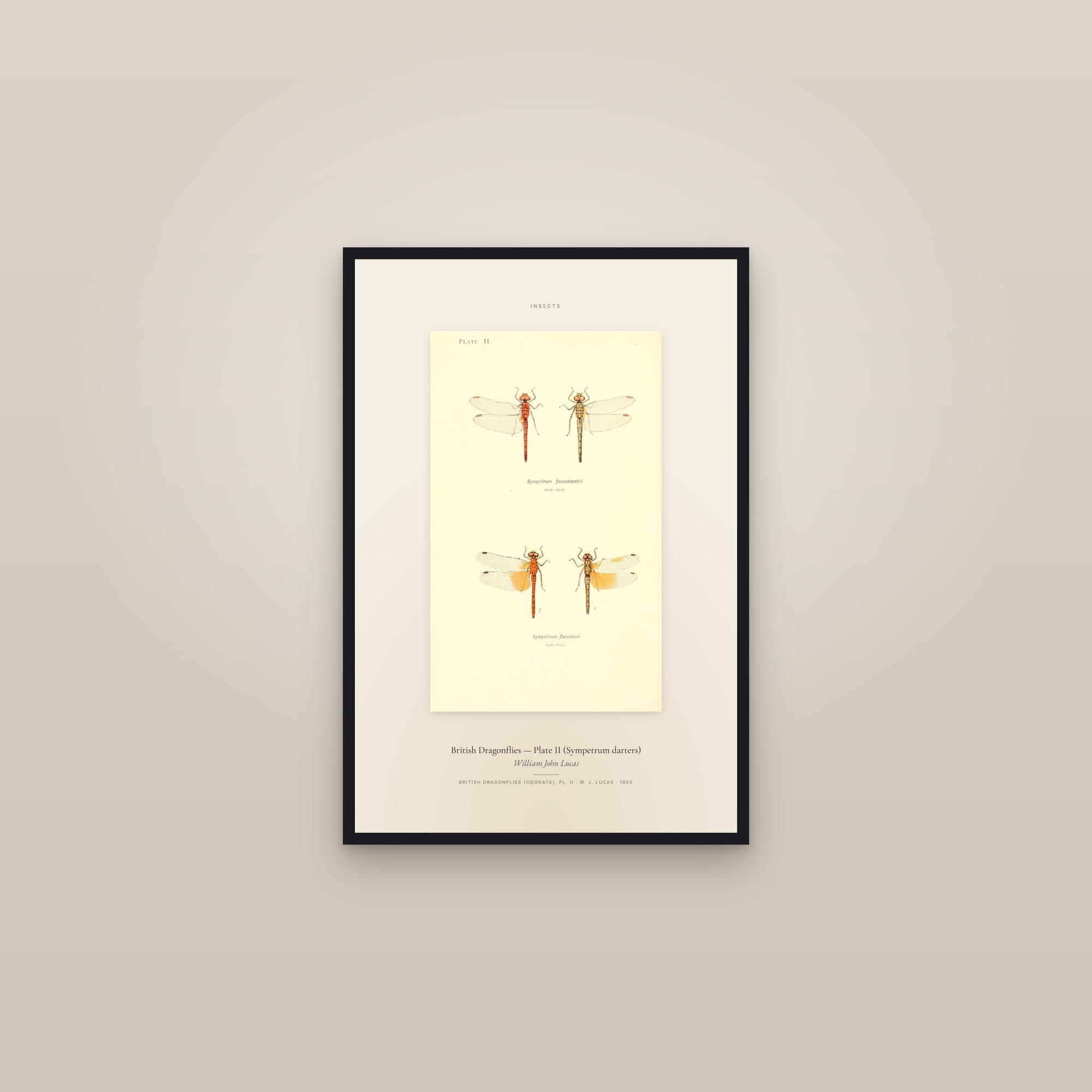British Dragonflies (Plate 02) — Plate II (Sympetrum darters) — Specimen — framed in a gallery setting