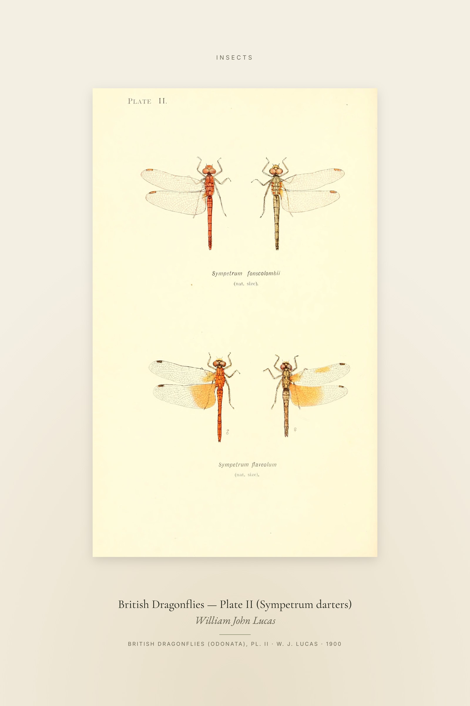 British Dragonflies (Plate 02) — Plate II (Sympetrum darters) — Specimen
