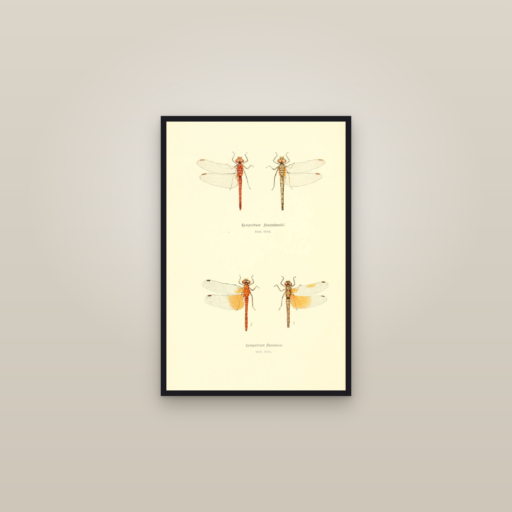 British Dragonflies (Plate 02) — Plate II (Sympetrum darters) — framed in a gallery setting