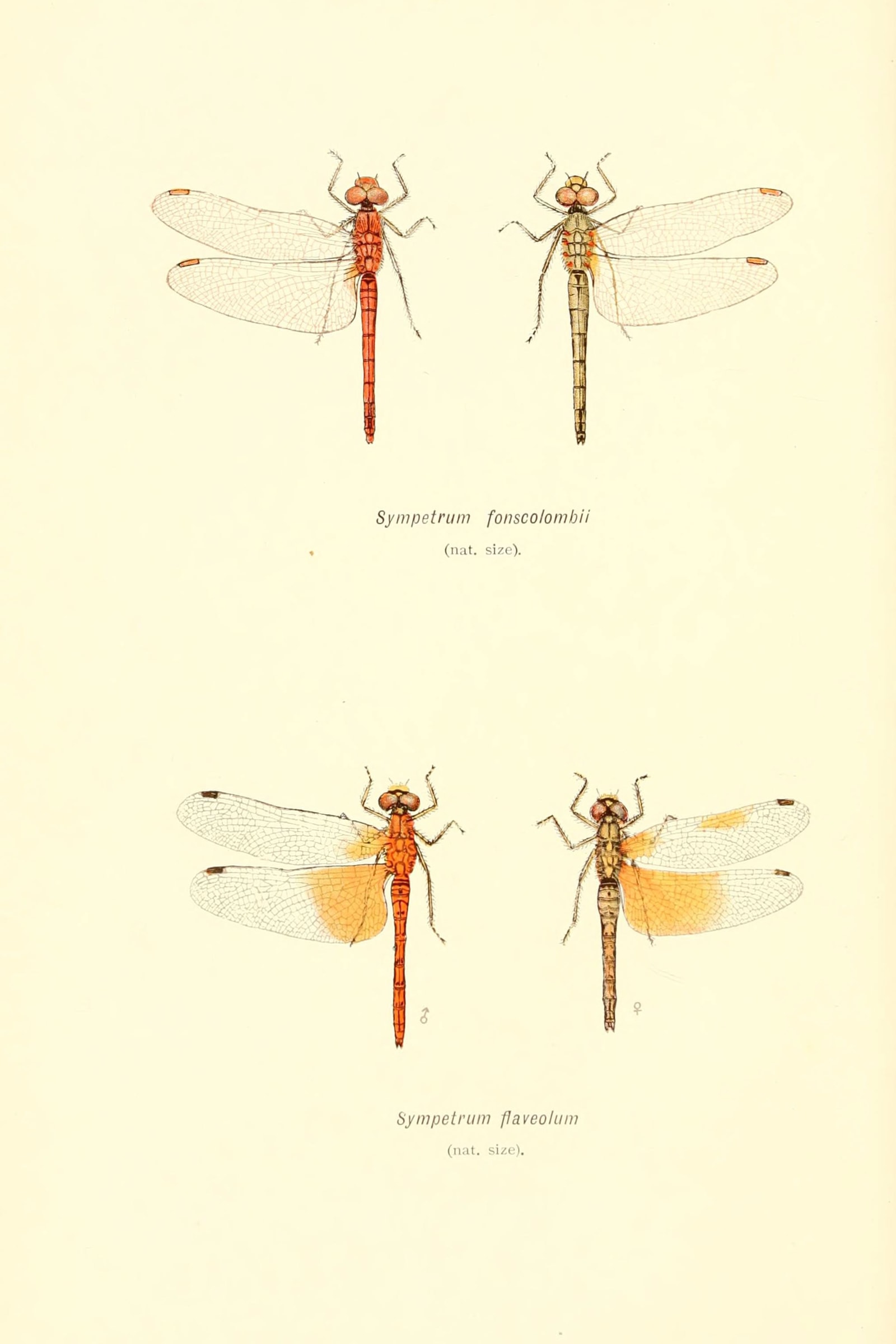 British Dragonflies (Plate 02) — Plate II (Sympetrum darters)