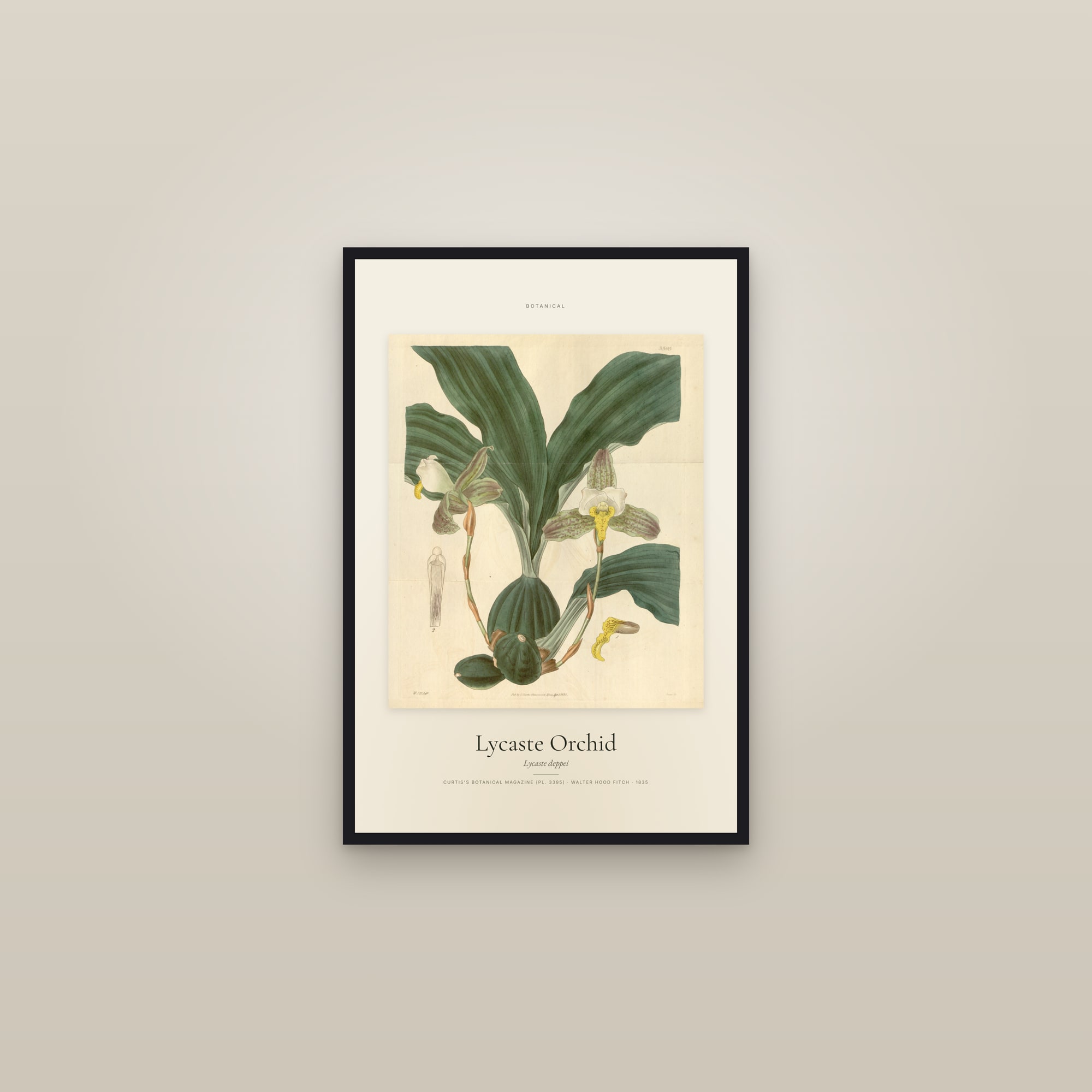 Lycaste Orchid — Specimen — framed in a gallery setting