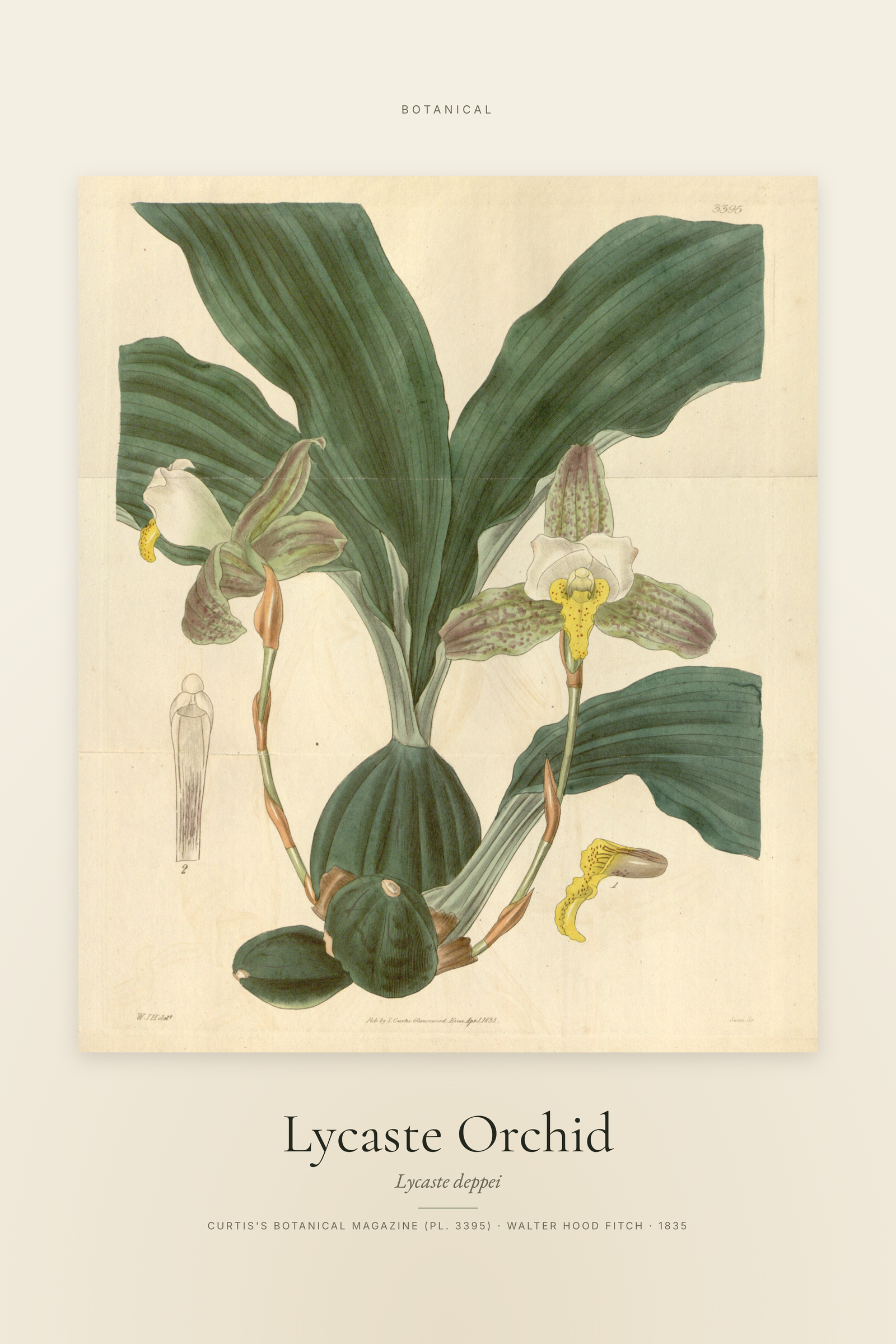 Lycaste Orchid — Specimen