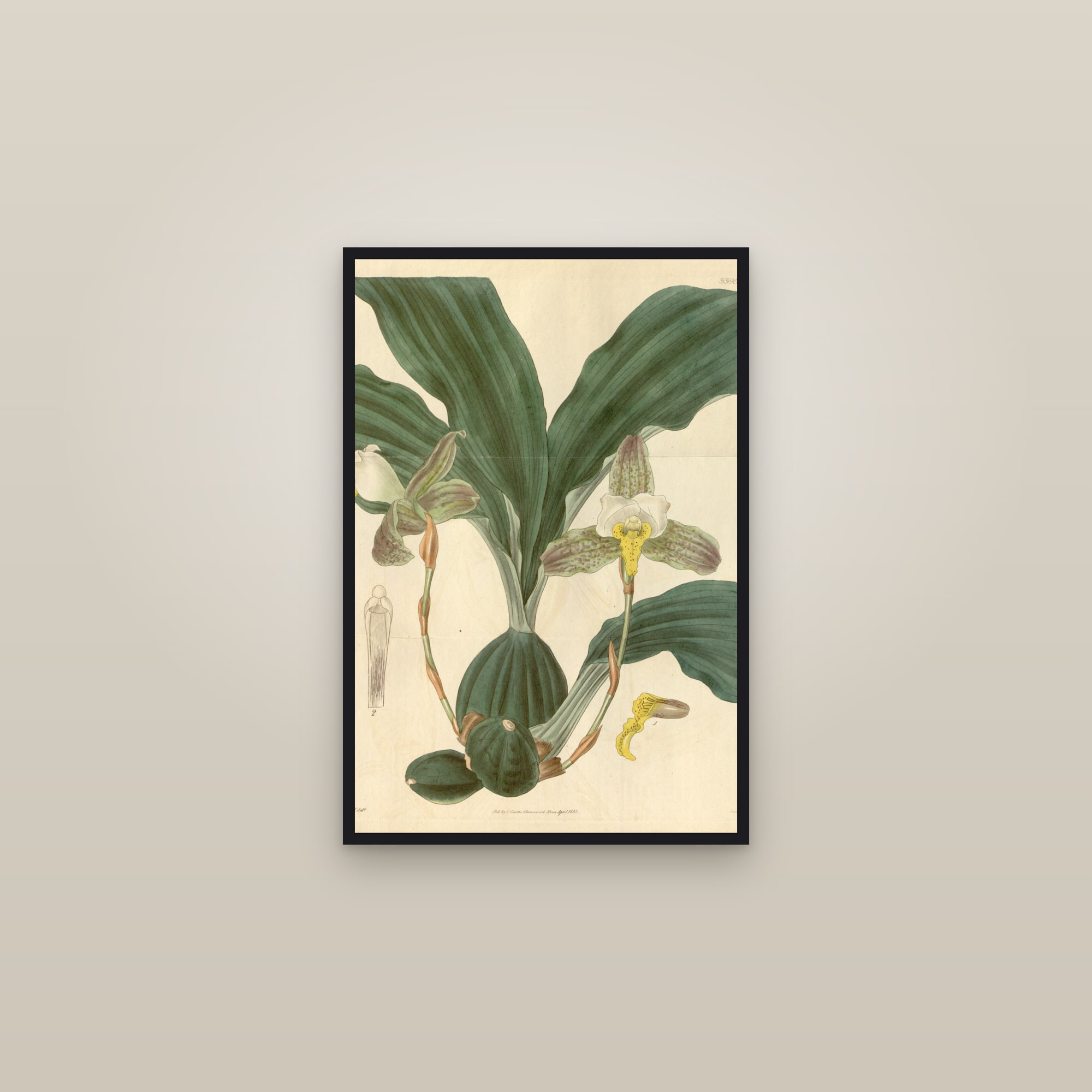 Lycaste Orchid — framed in a gallery setting