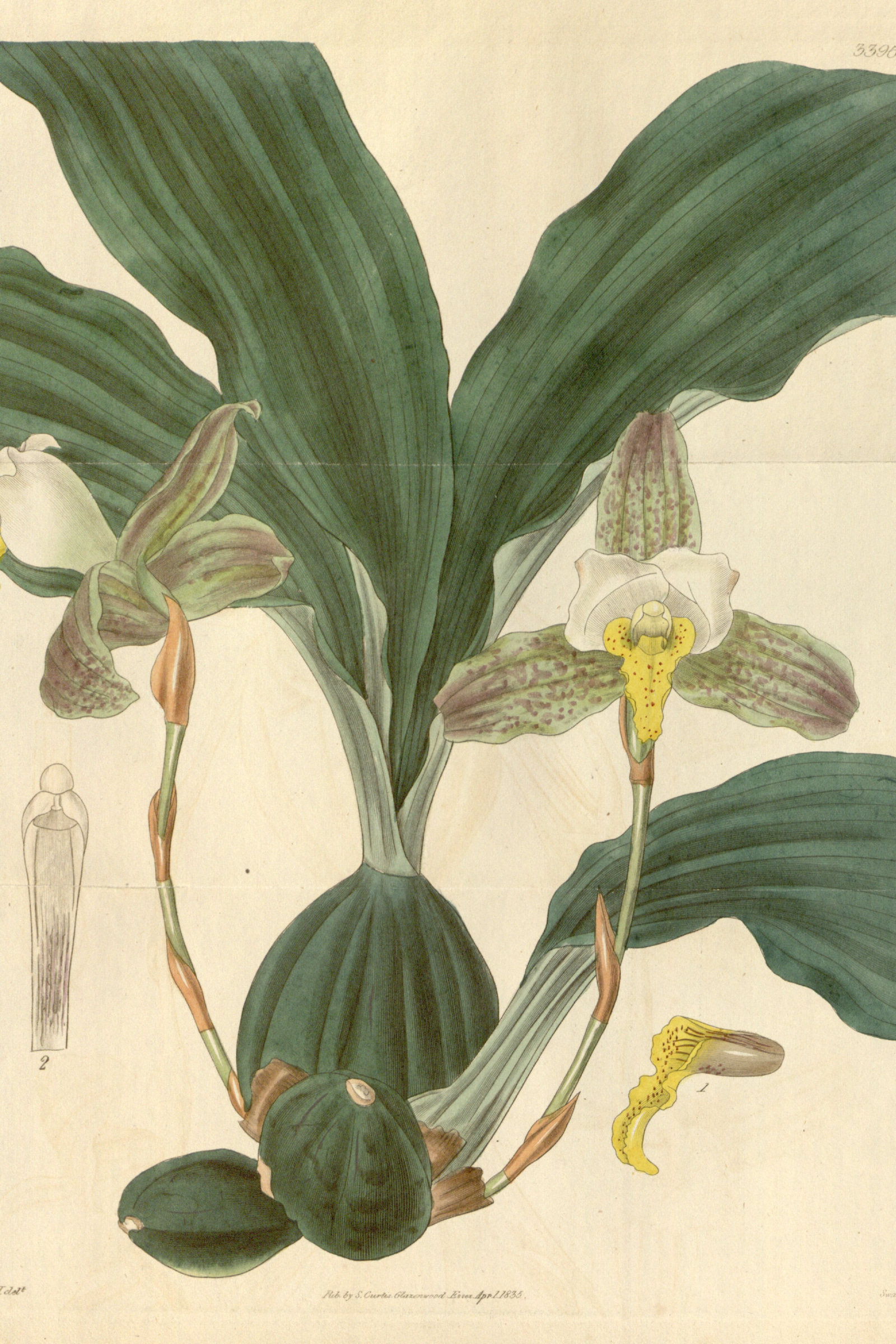 Lycaste Orchid