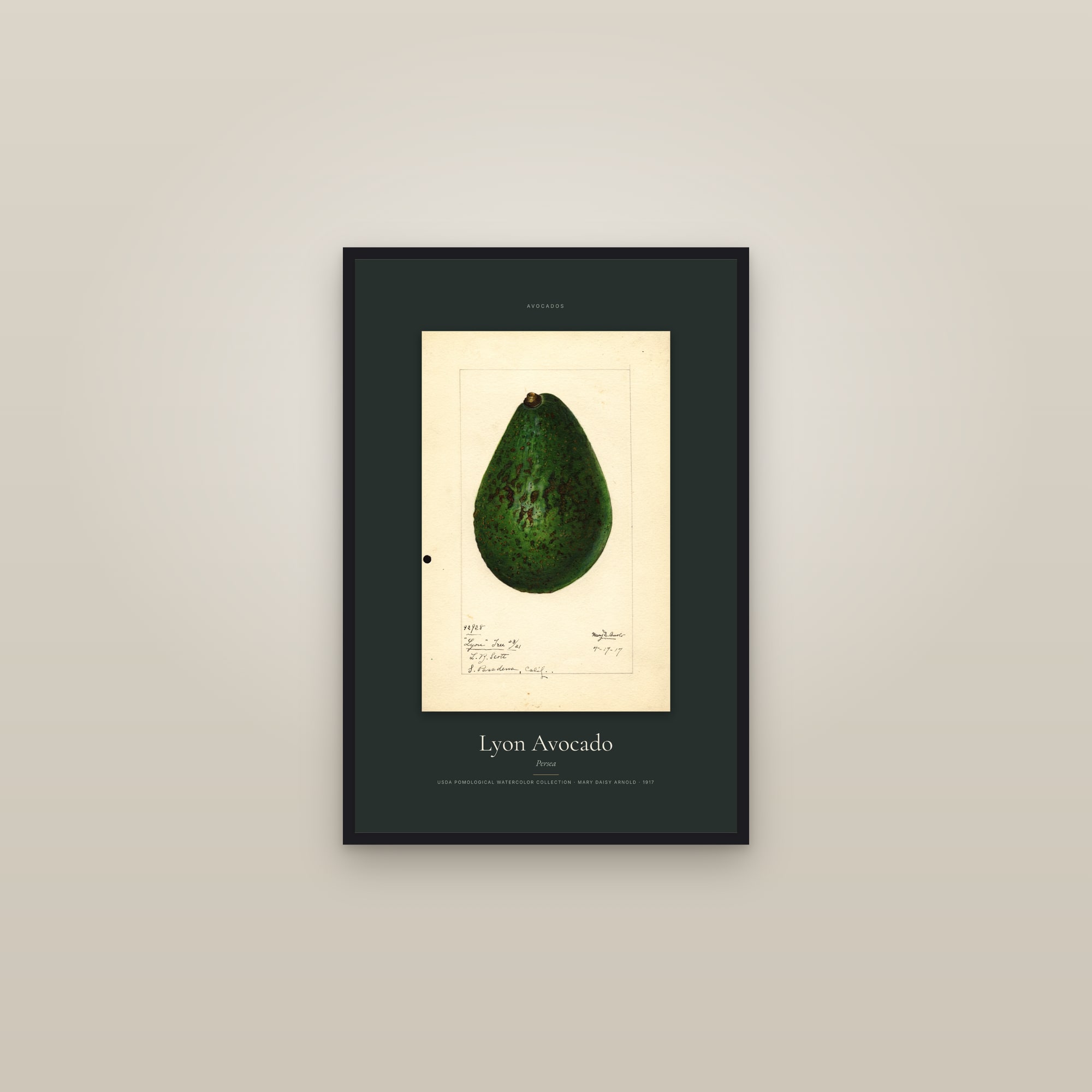 Lyon Avocado — Specimen — framed in a gallery setting