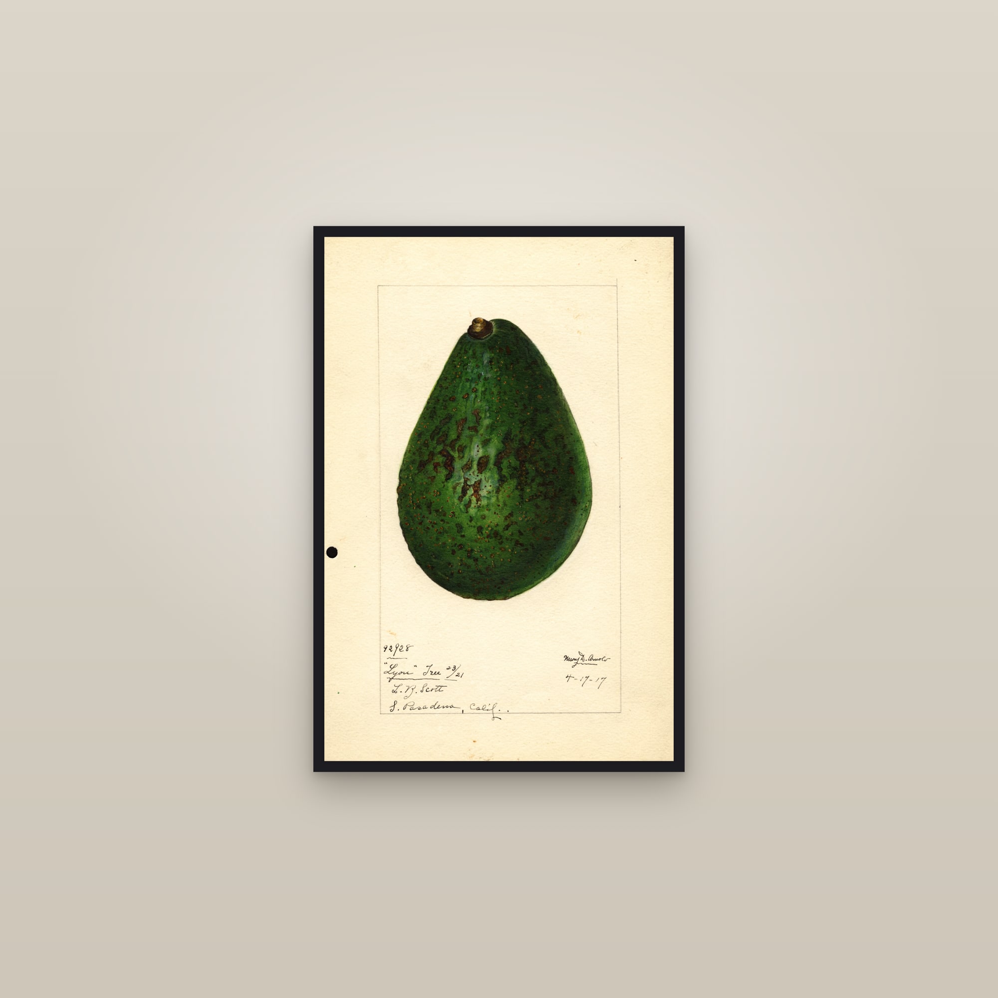 Lyon Avocado — framed in a gallery setting