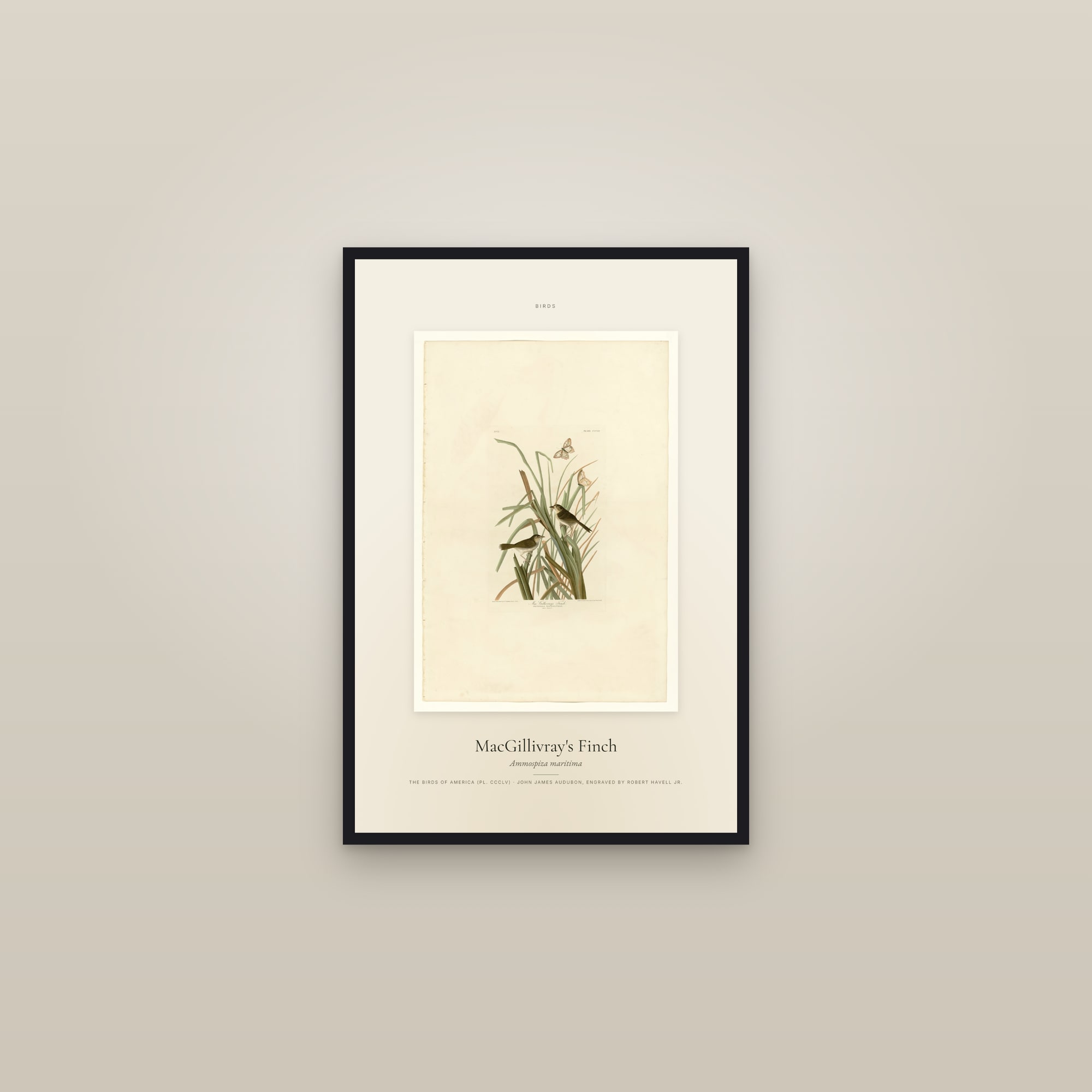 MacGillivray's Finch — Specimen — framed in a gallery setting