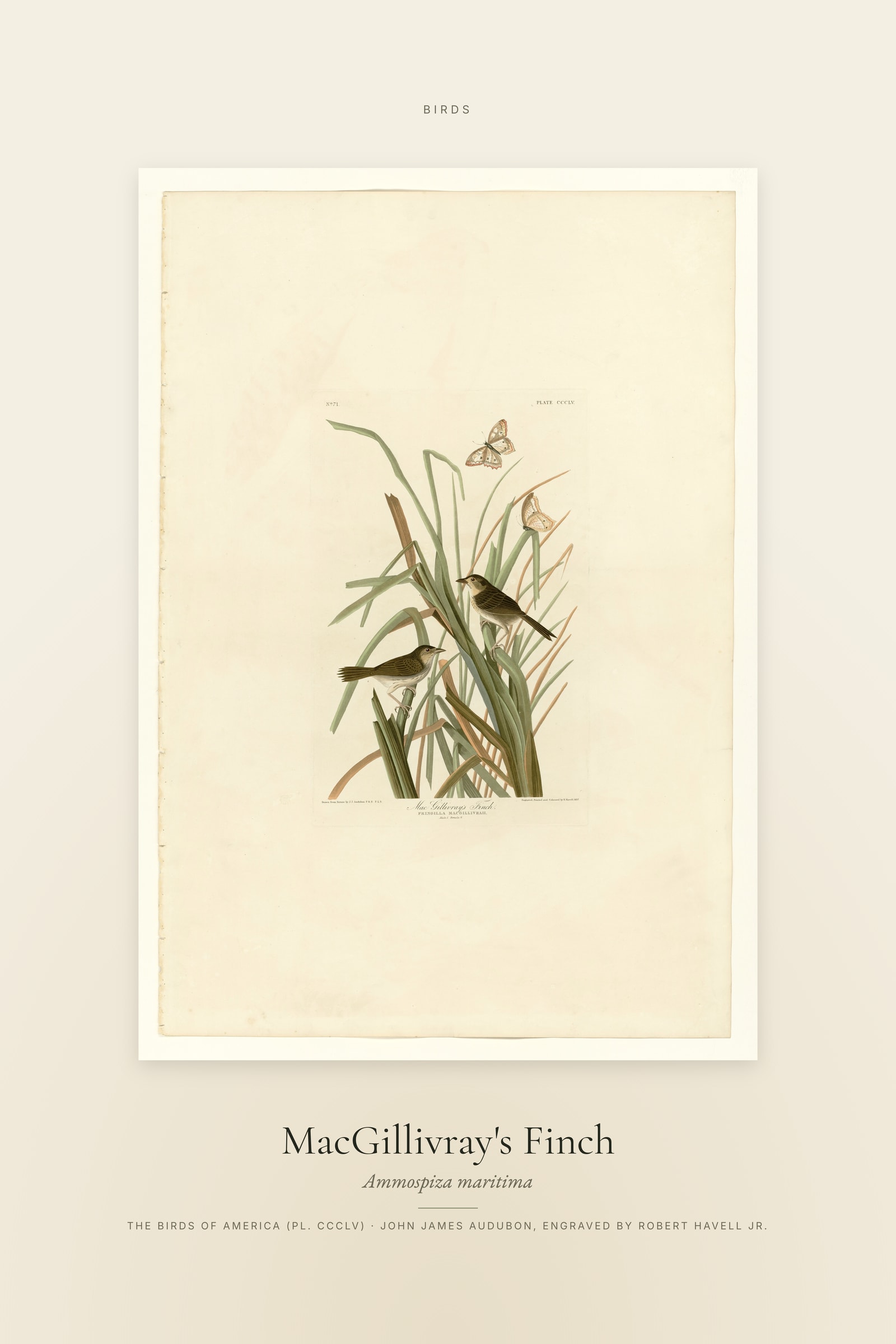 MacGillivray's Finch — Specimen