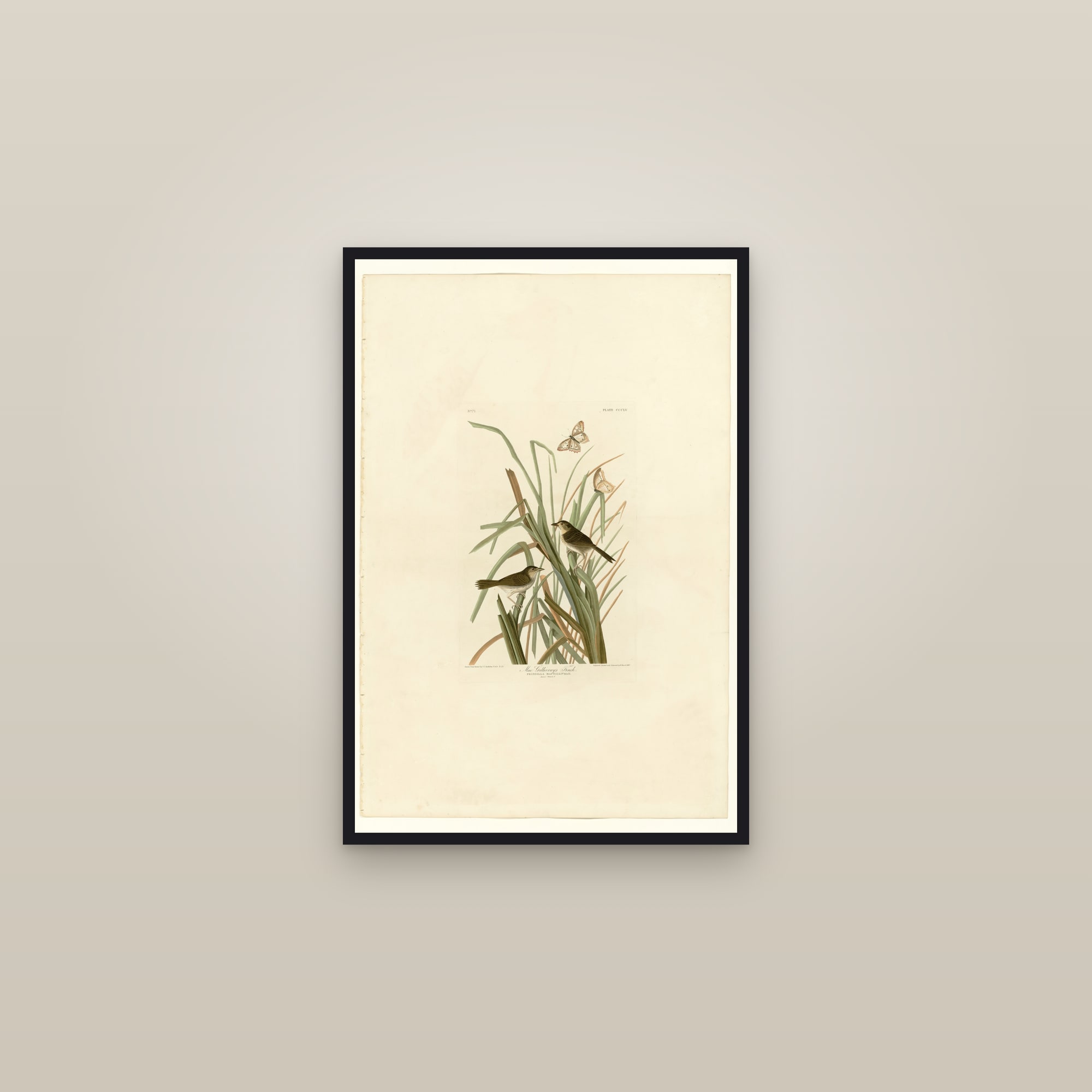 MacGillivray's Finch — framed in a gallery setting