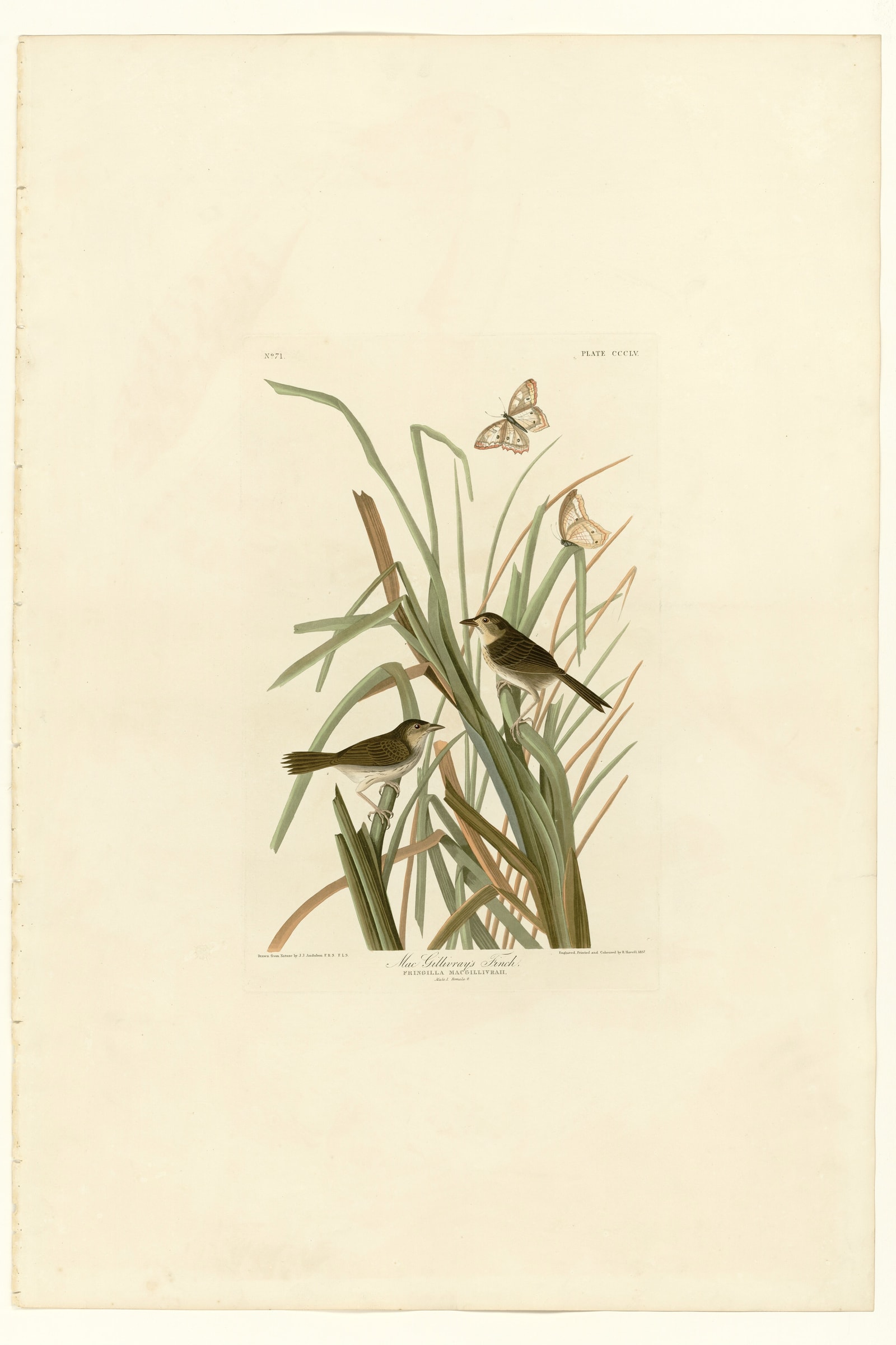 MacGillivray's Finch