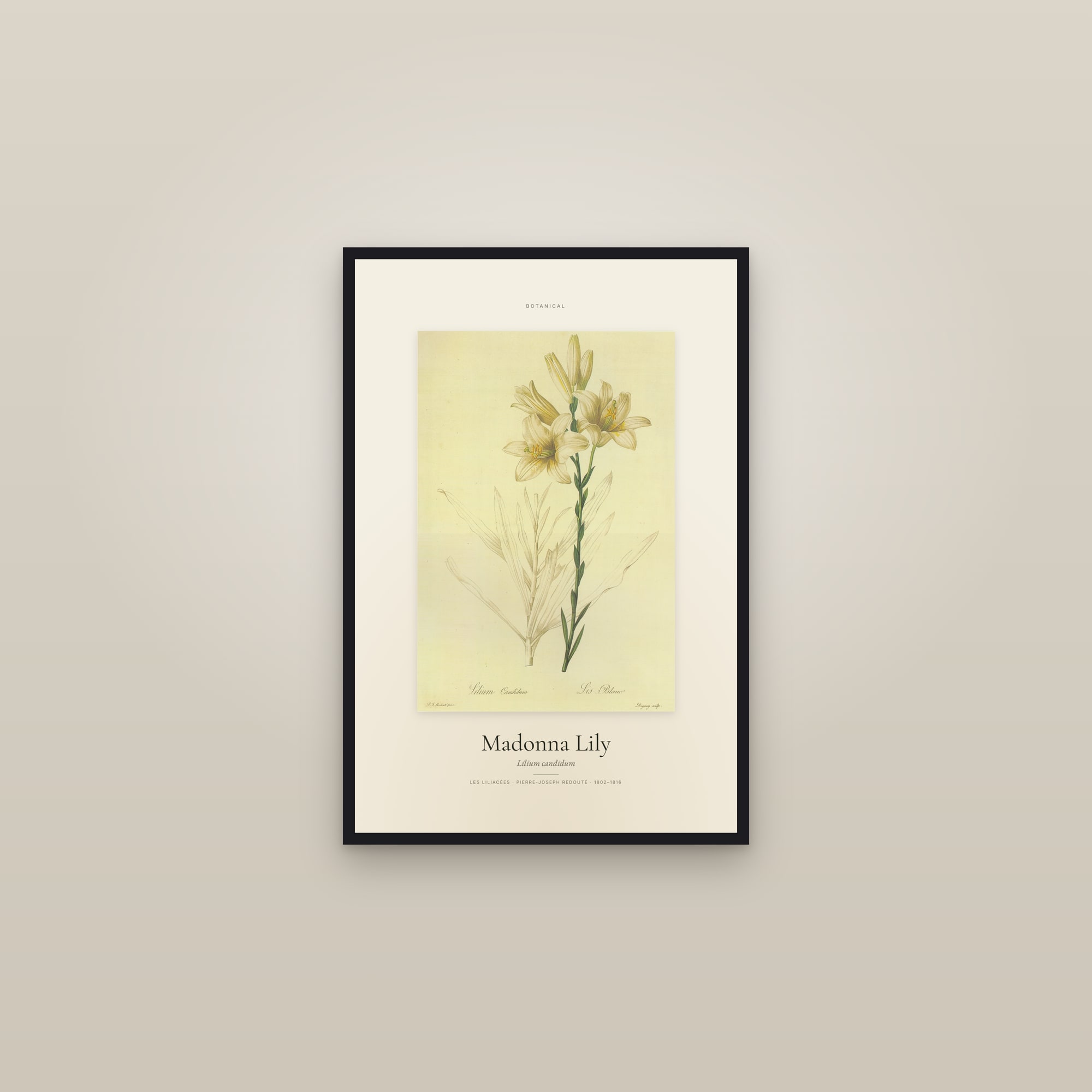 Madonna Lily — Specimen