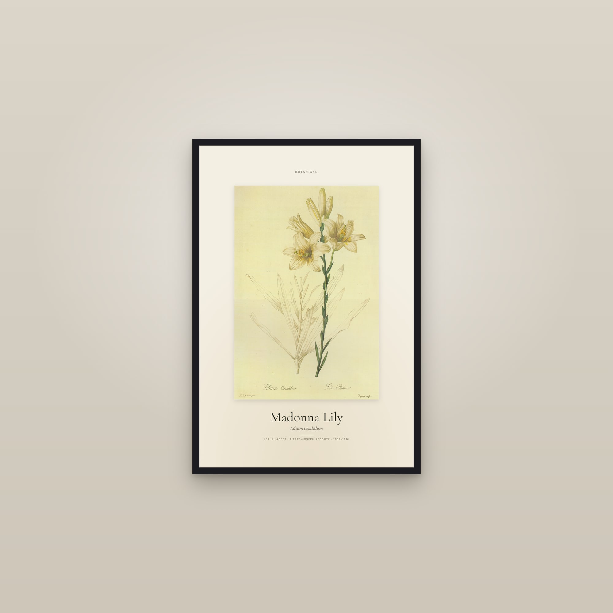 Madonna Lily — Specimen — framed in a gallery setting