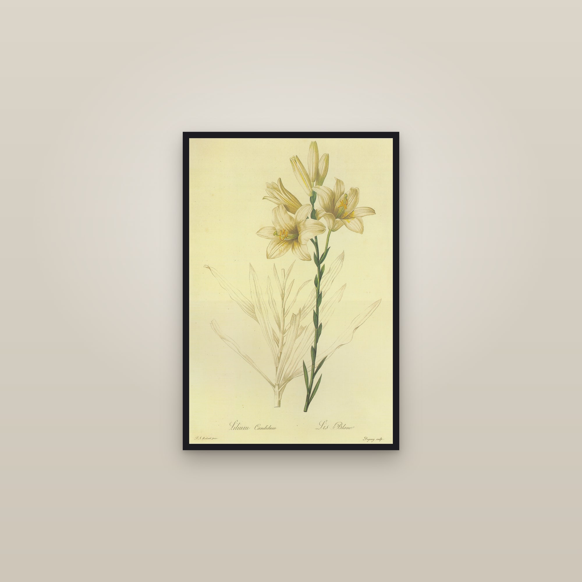Madonna Lily — framed in a gallery setting