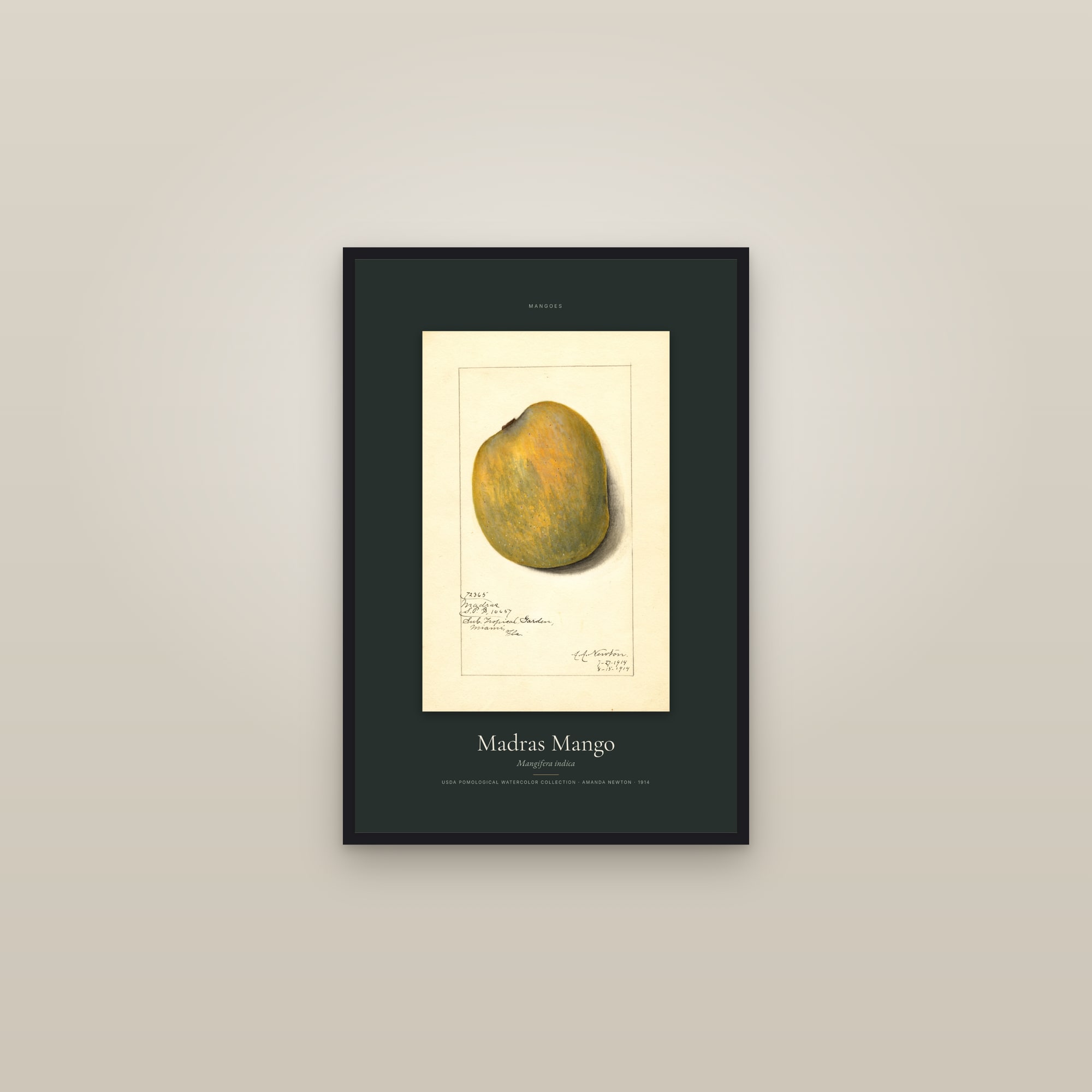 Madras Mango — Specimen — framed in a gallery setting