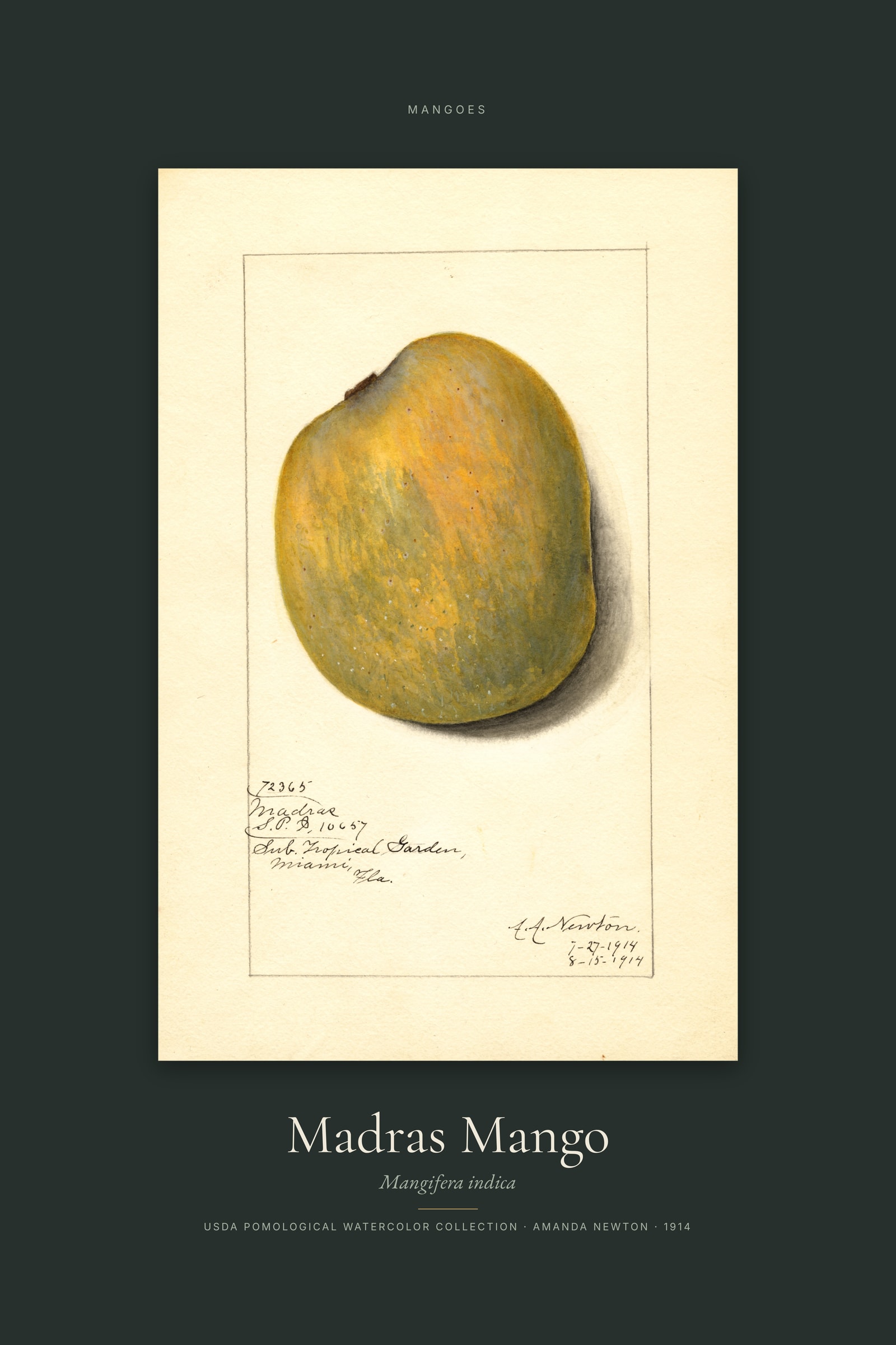 Madras Mango — Specimen