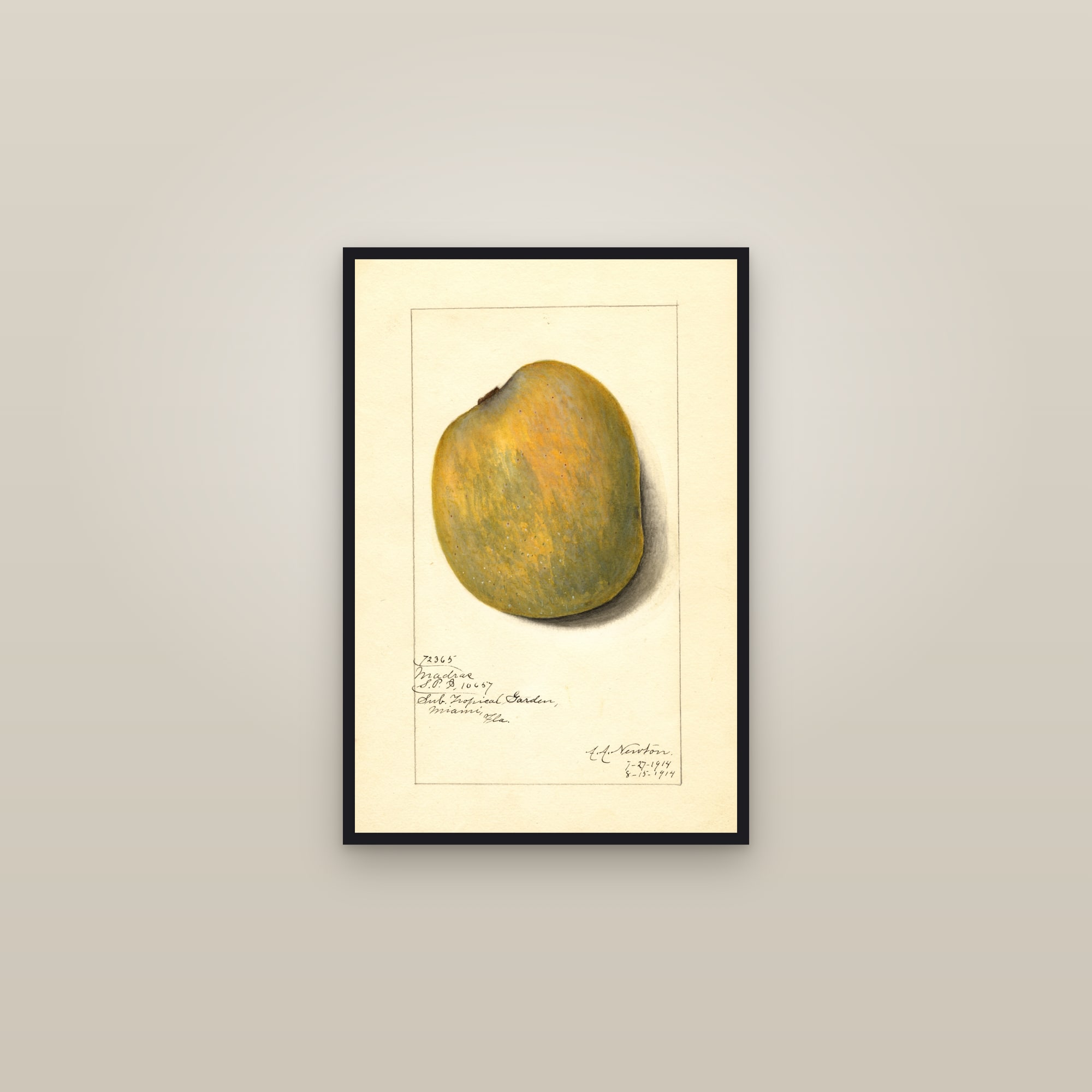 Madras Mango — framed in a gallery setting