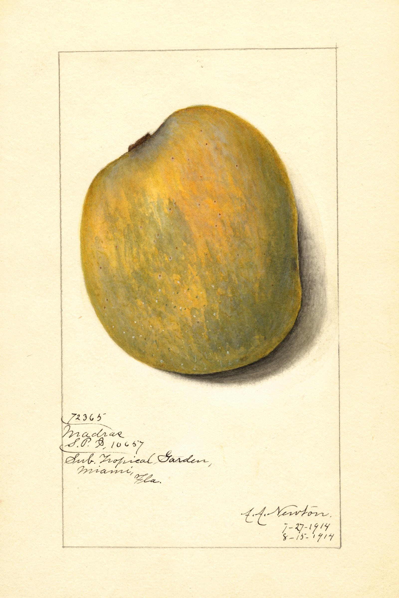 Madras Mango