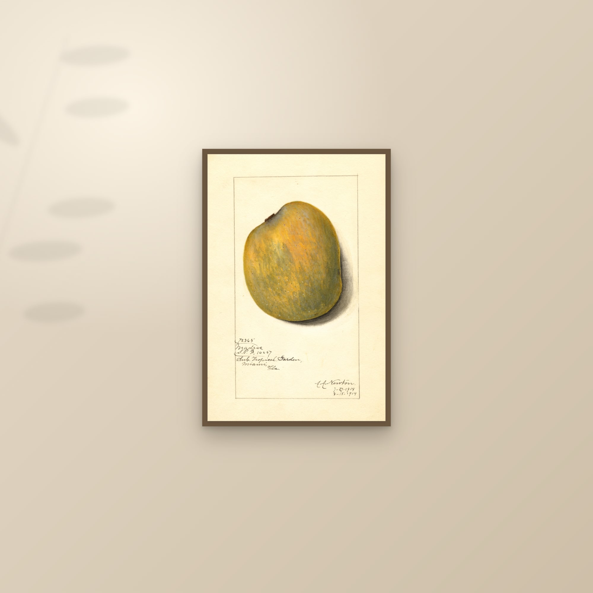 Madras Mango — framed and styled on a sunlit wall