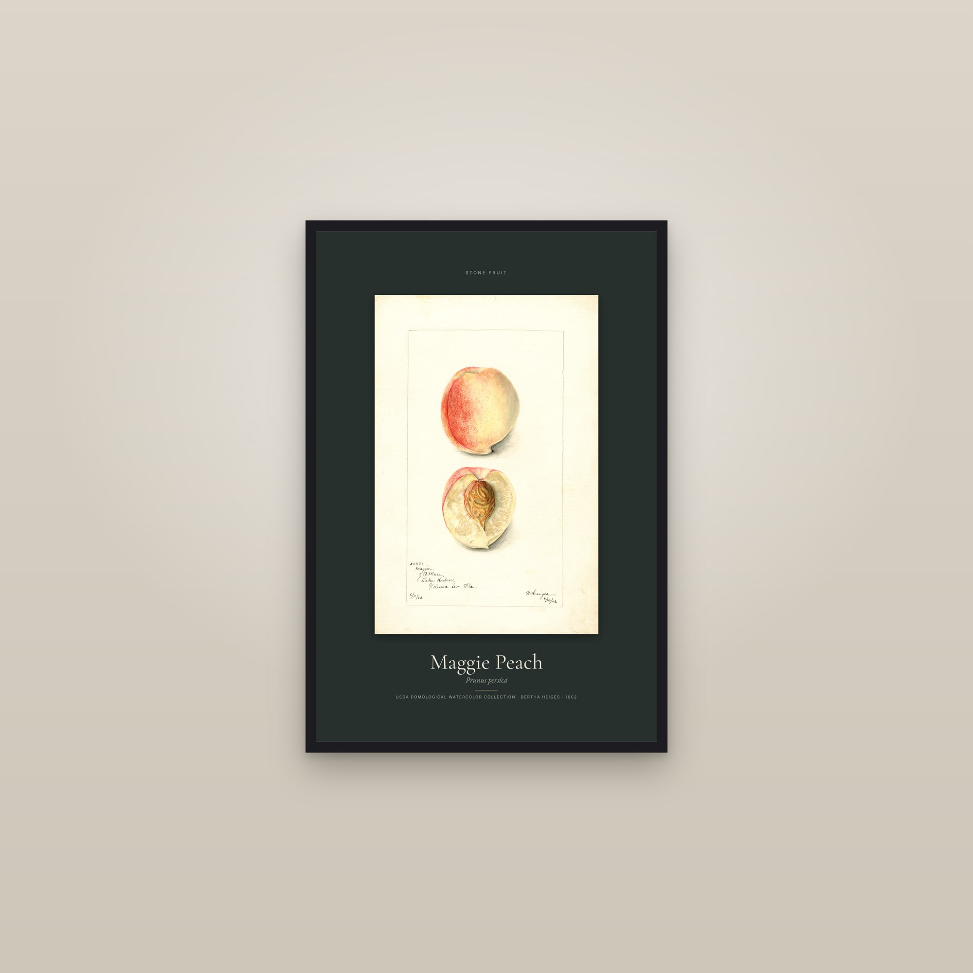 Maggie Peach — Specimen — framed in a gallery setting