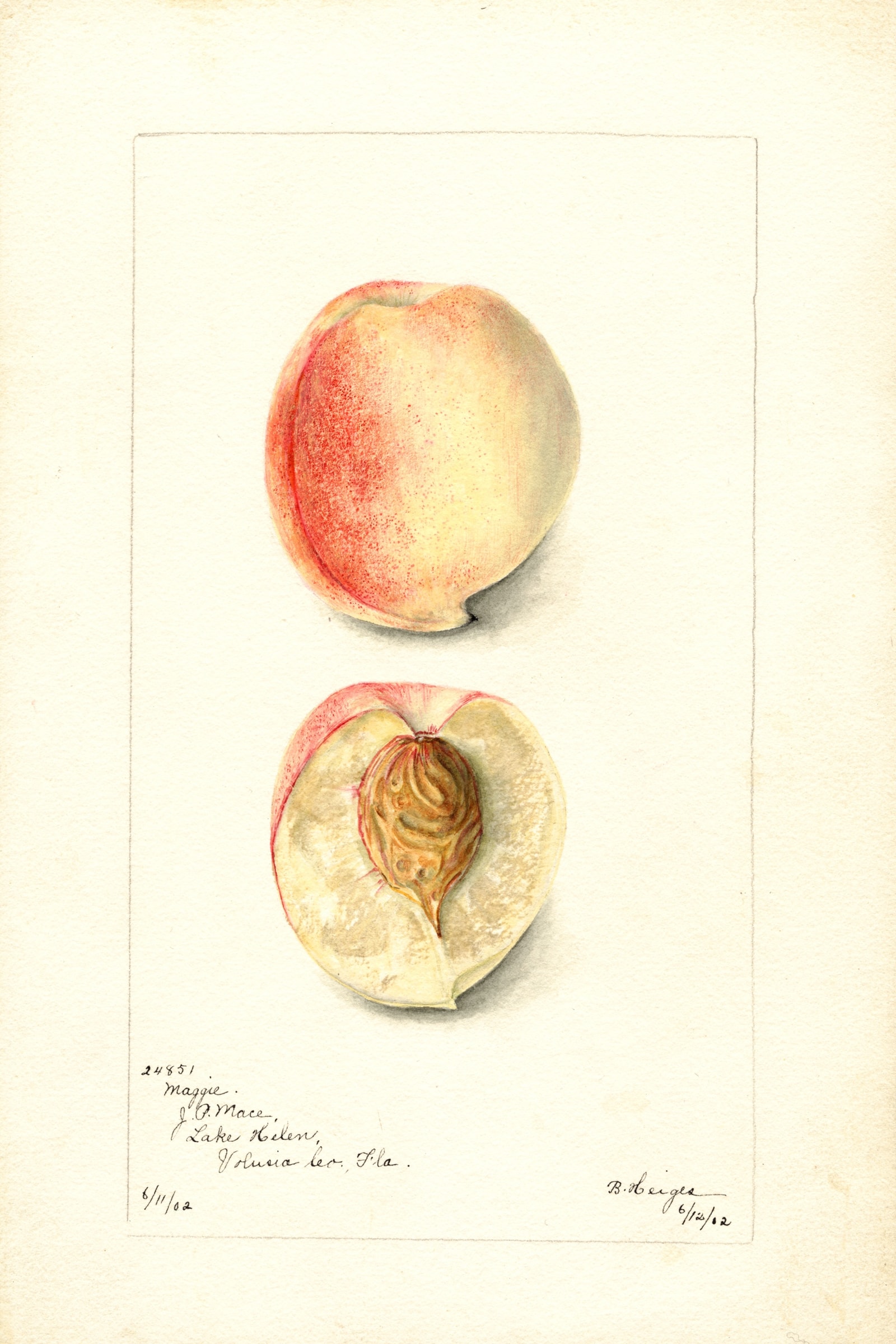 Maggie Peach