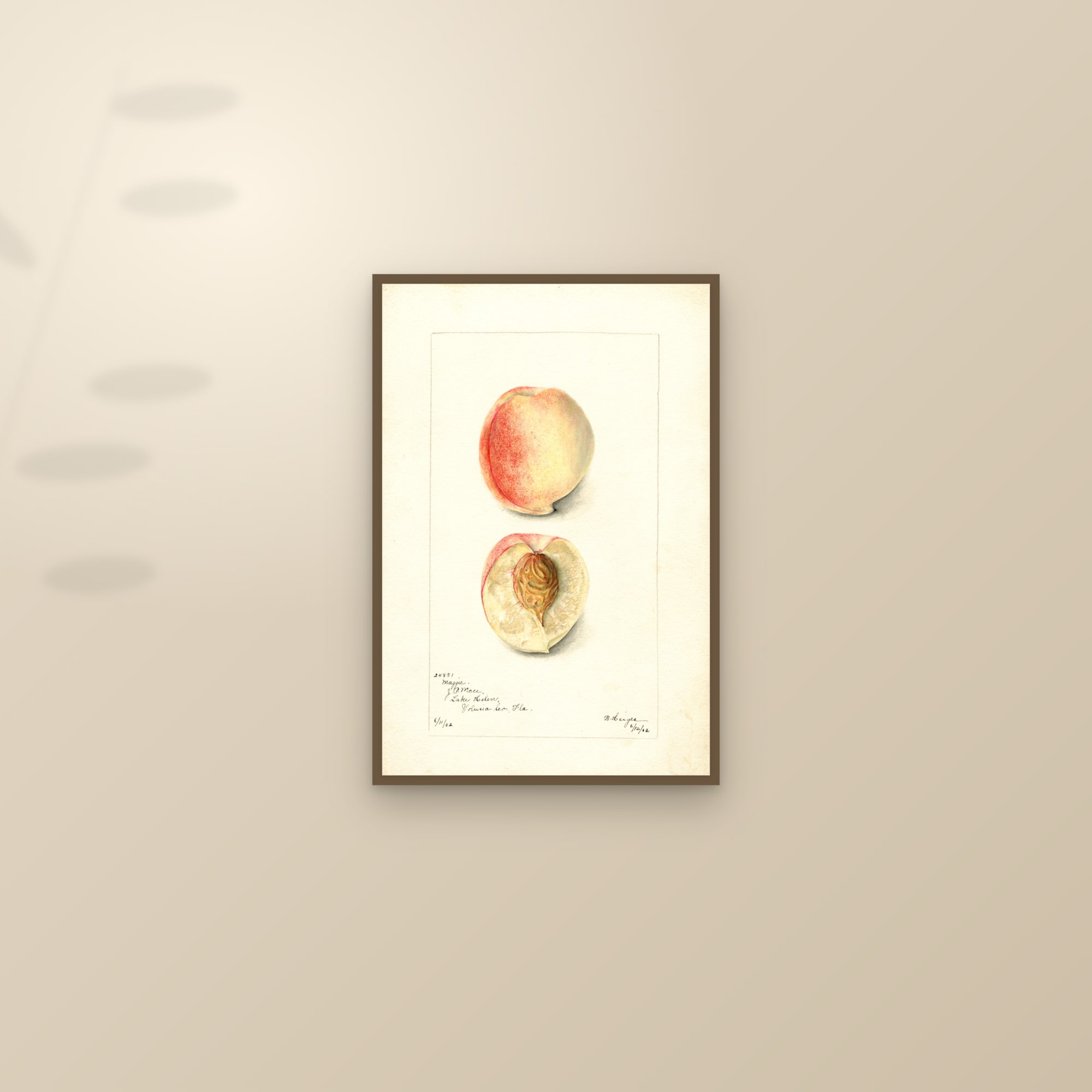 Maggie Peach — framed and styled on a sunlit wall