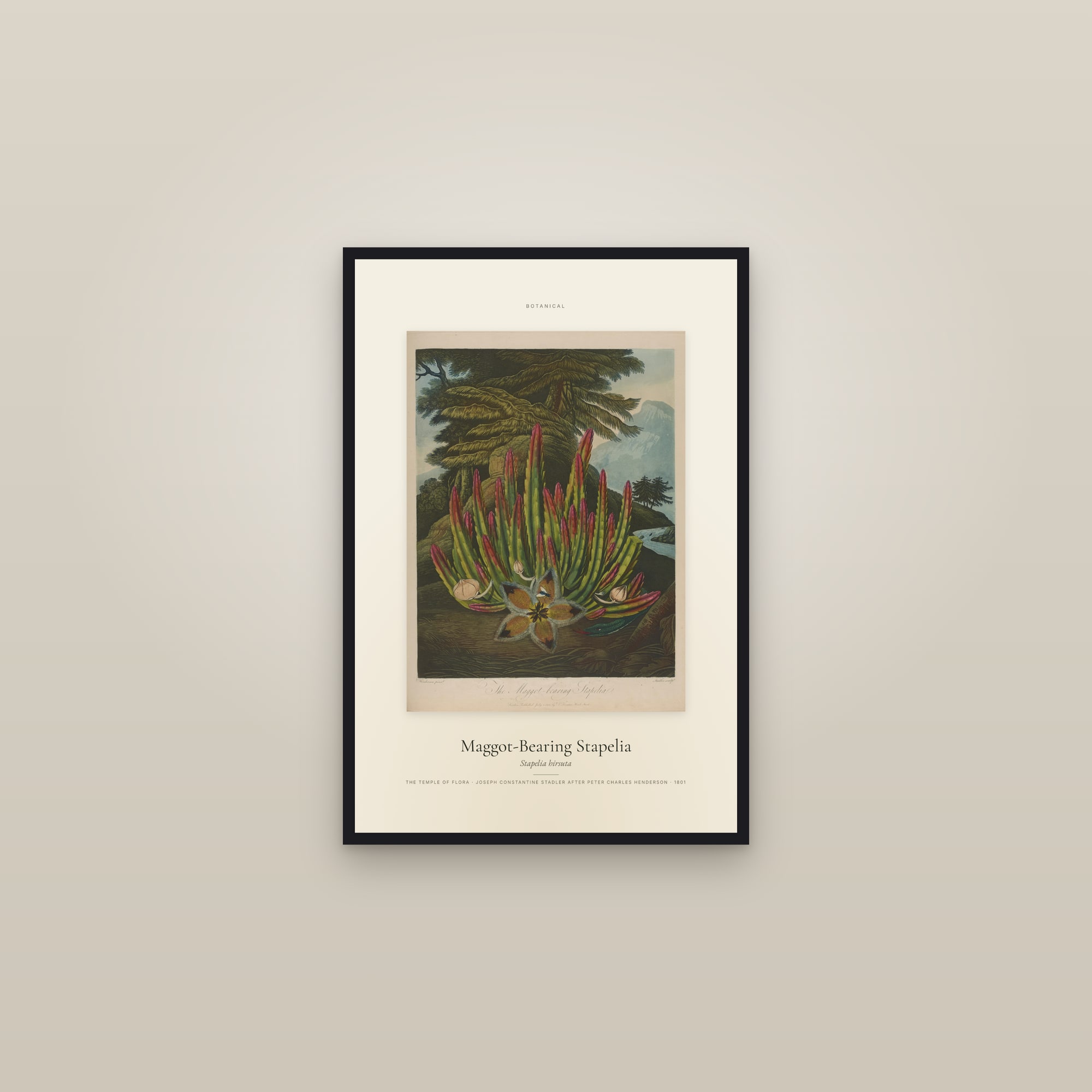 Maggot-Bearing Stapelia — Specimen — framed in a gallery setting