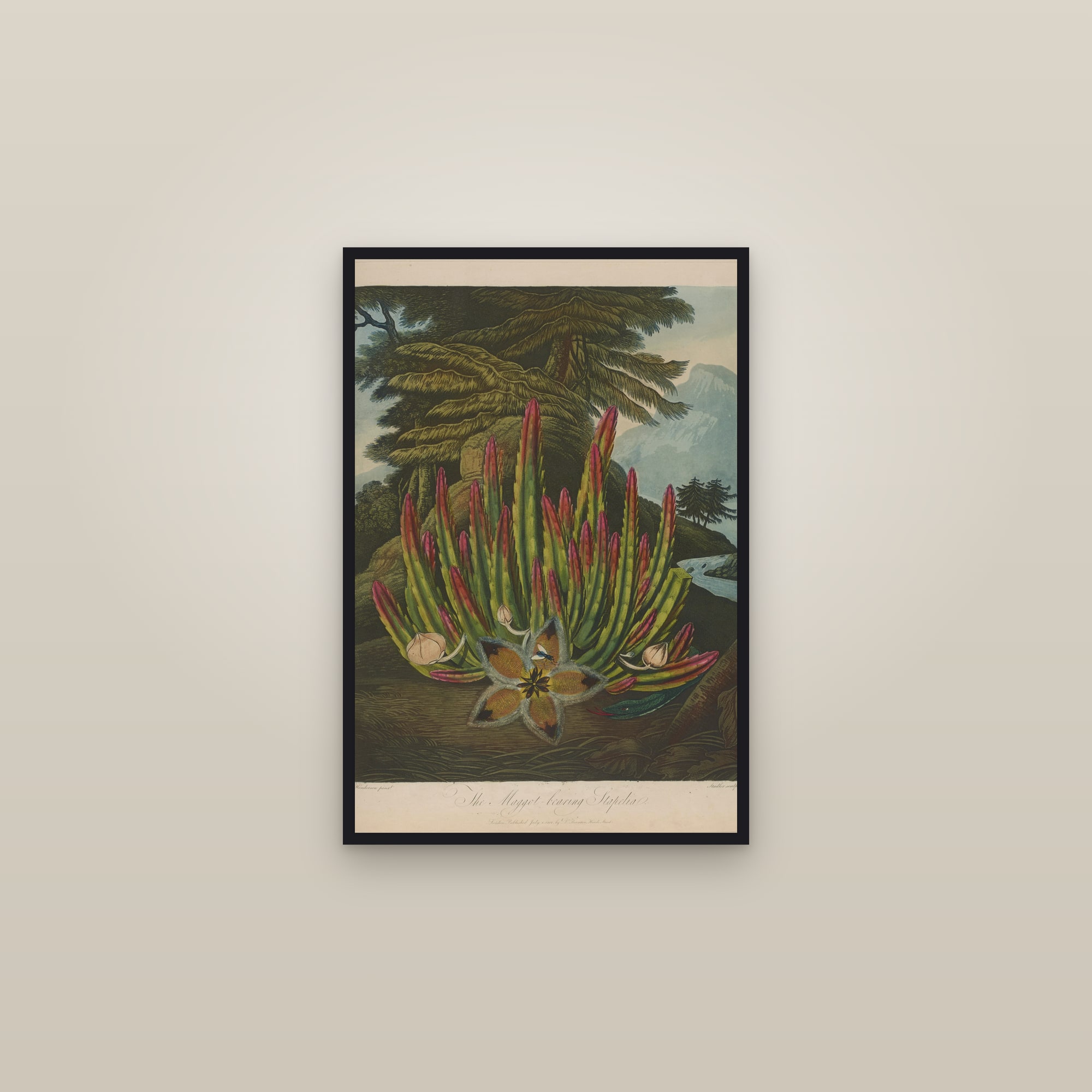 Maggot-Bearing Stapelia — framed in a gallery setting