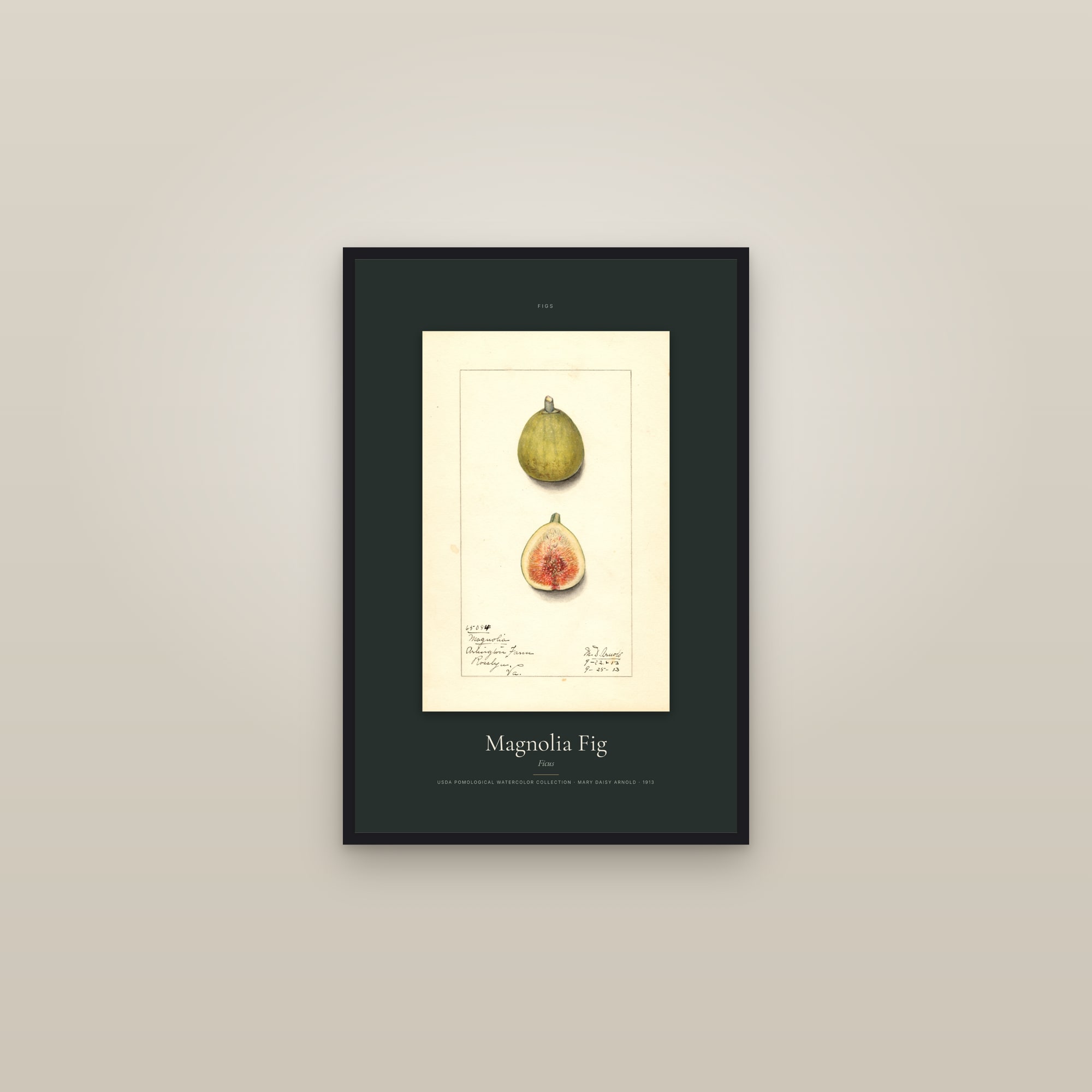 Magnolia Fig — Specimen — framed in a gallery setting