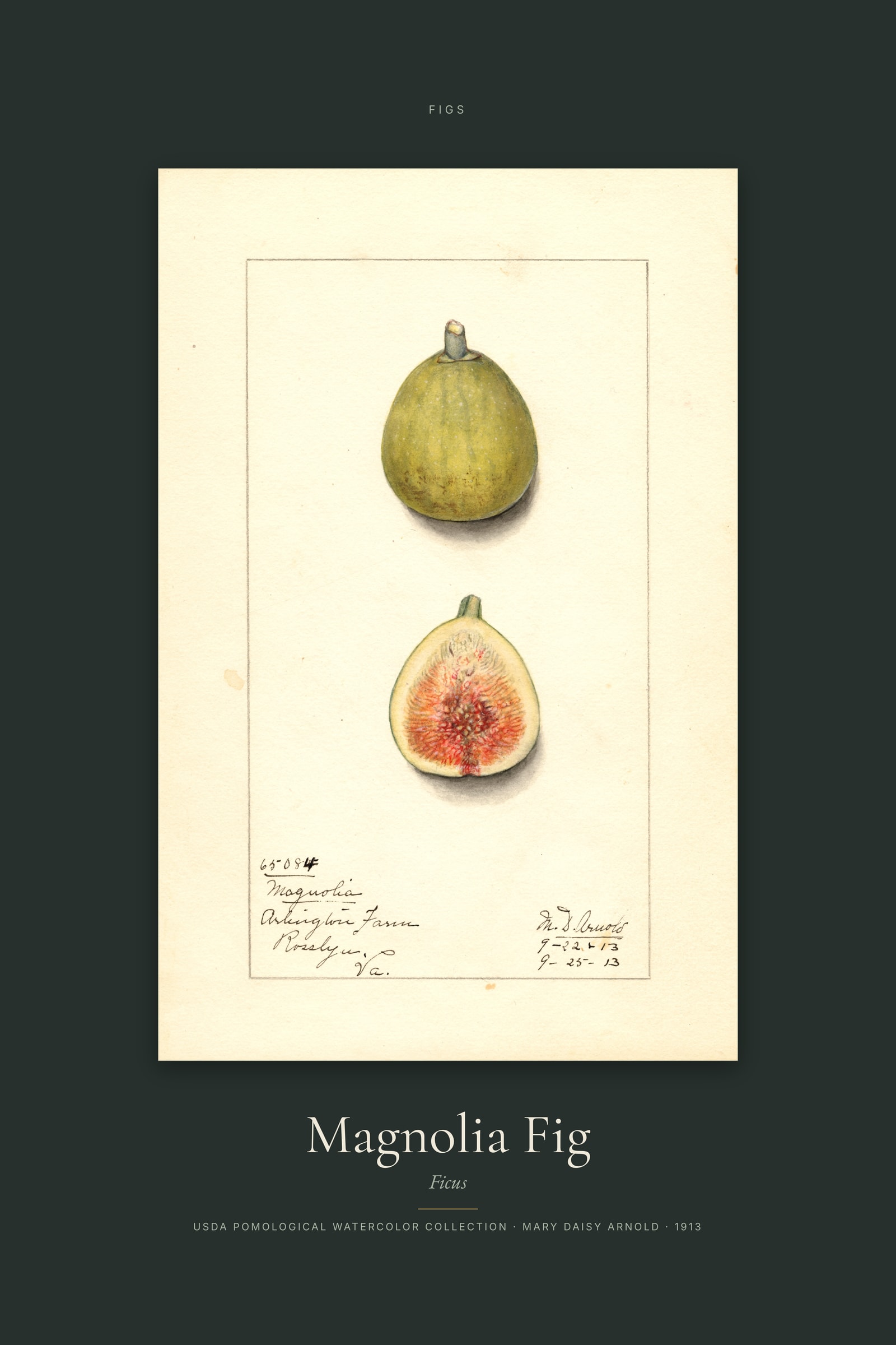 Magnolia Fig — Specimen