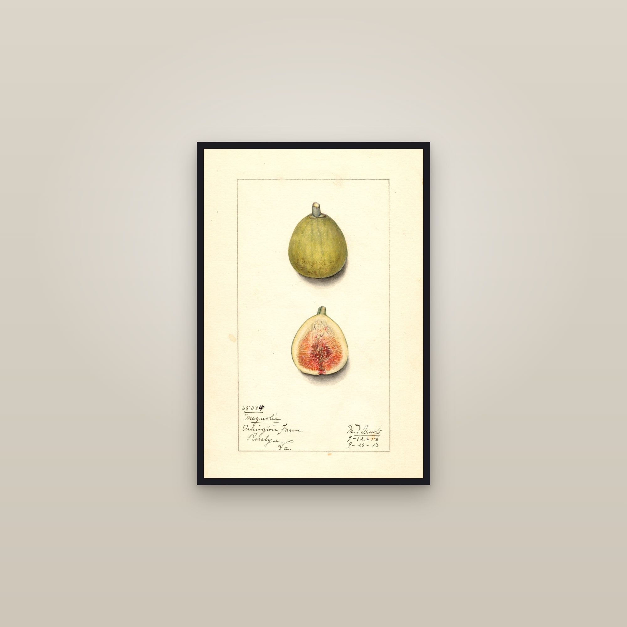 Magnolia Fig — framed in a gallery setting