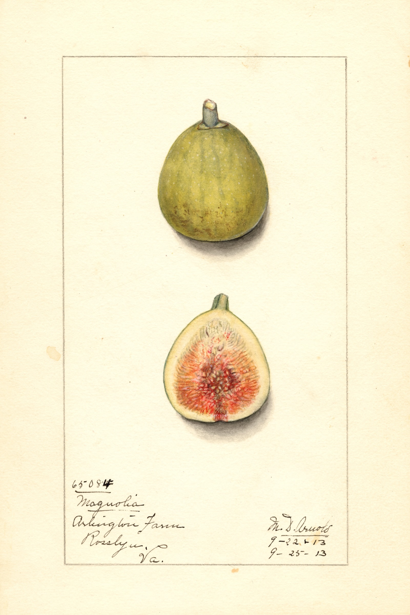 Magnolia Fig