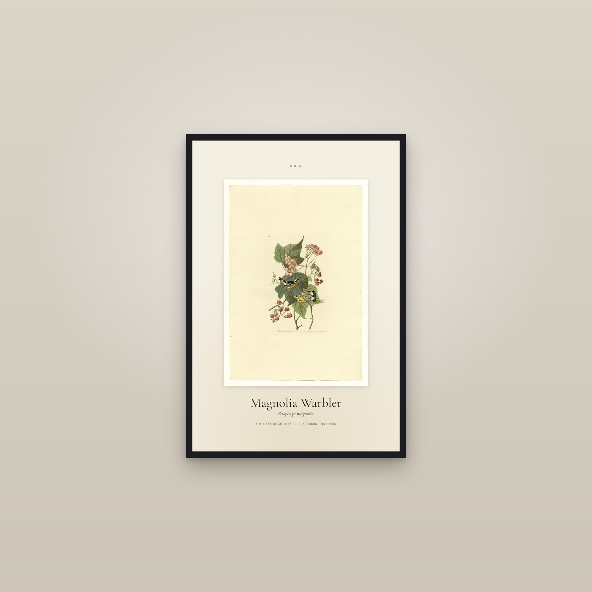 Magnolia Warbler — Specimen — framed in a gallery setting