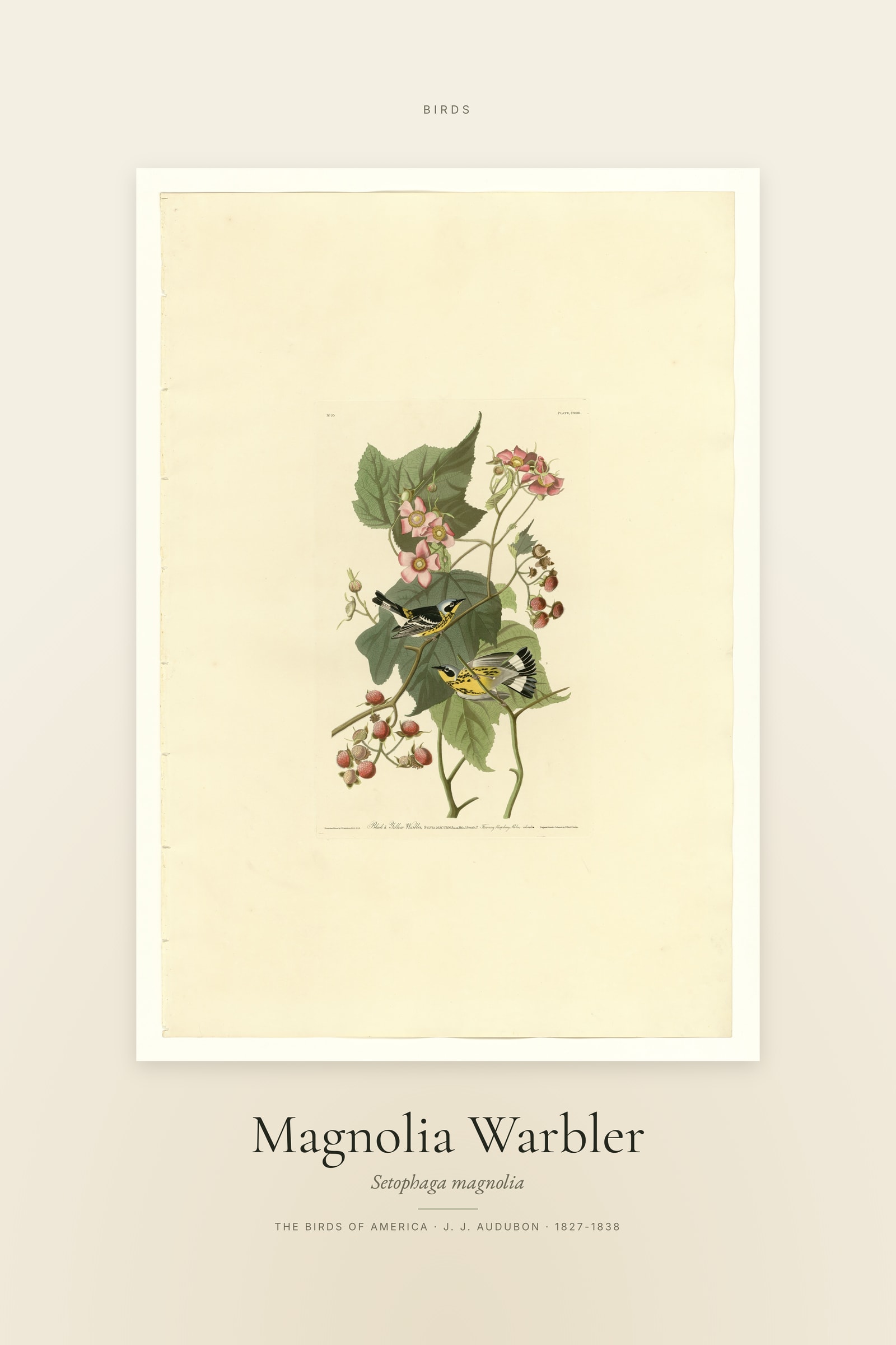 Magnolia Warbler — Specimen