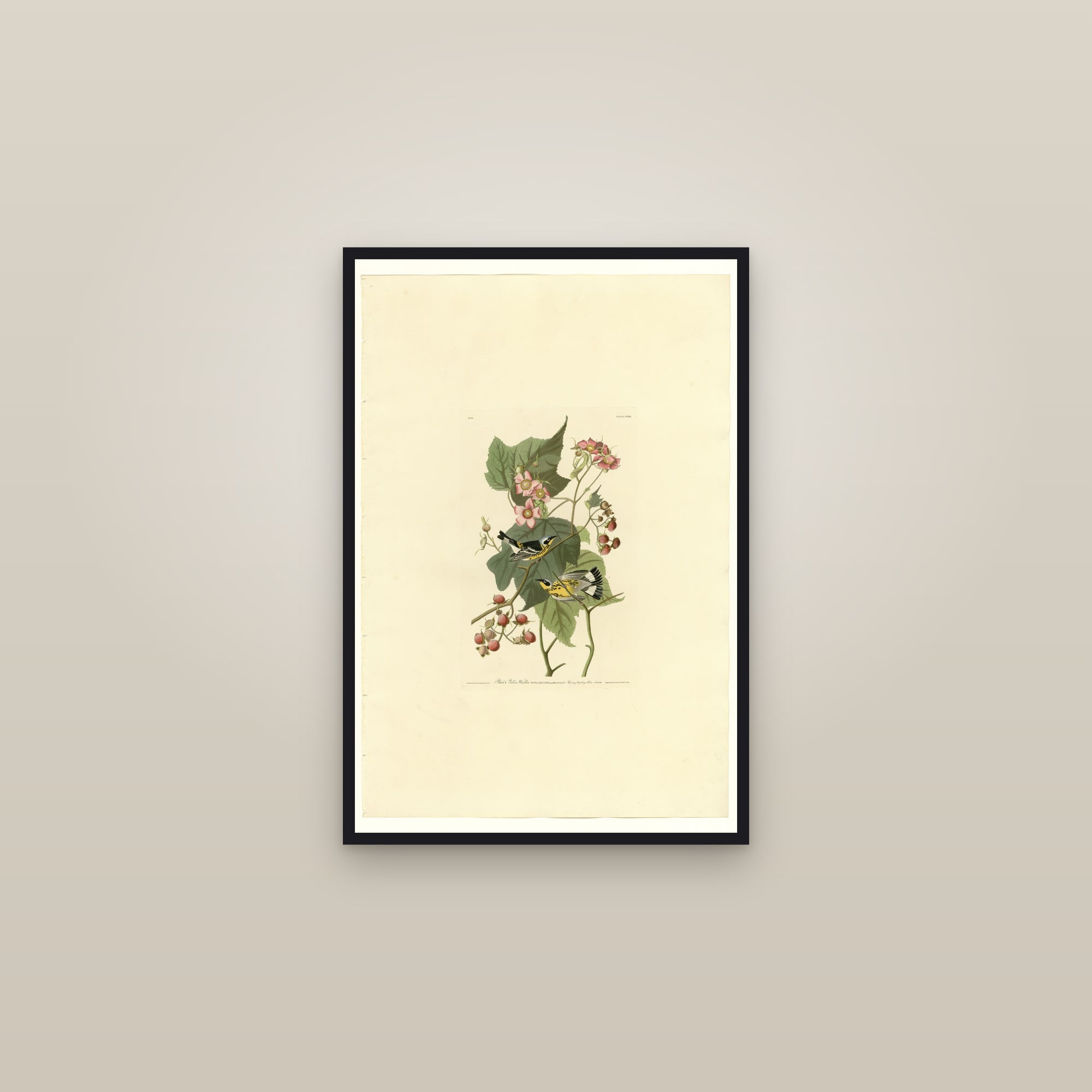 Magnolia Warbler — framed in a gallery setting