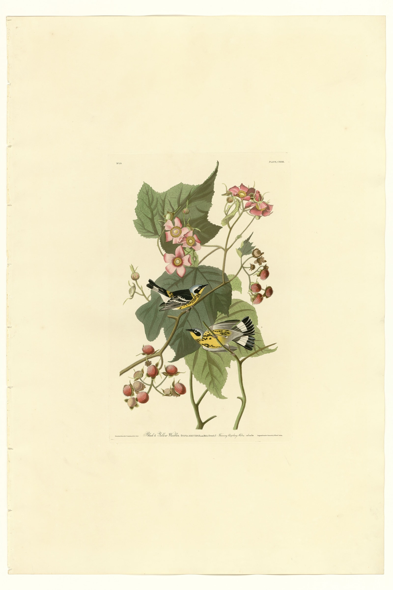 Magnolia Warbler