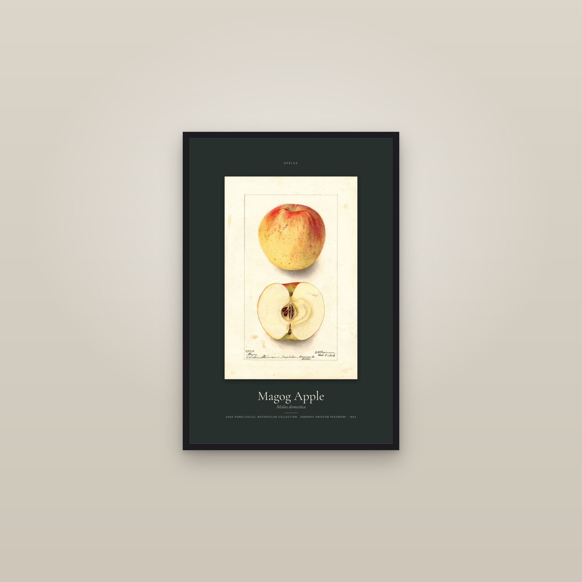 Magog Apple — Specimen — framed in a gallery setting